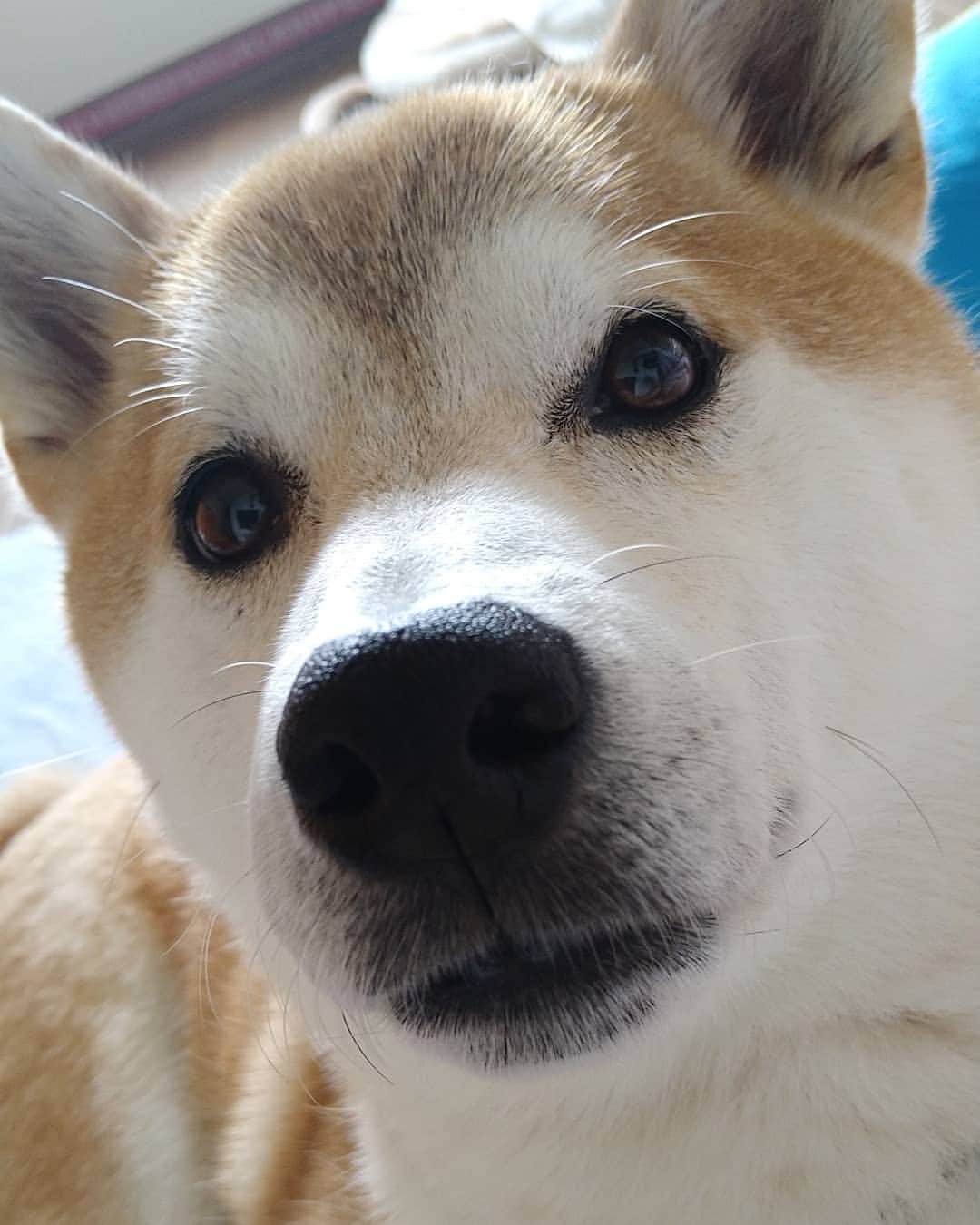 柴犬⭐️サスケのインスタグラム：「こんにちわん #柴犬#赤柴#柴北会#ふわもこ部#犬ら部#わんだフォ#pecoいぬ部 #shibasnap#shibagram #shibastagram #🐶📷 #🐶#いぬすたぐらむ #いぬのいる暮らし」