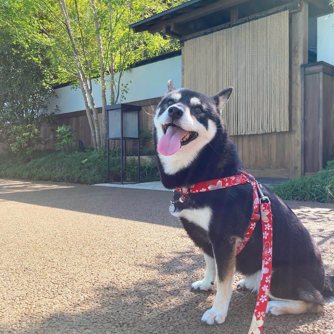 vo_coのインスタグラム：「☀️ こたつさんのお散歩エリア内に和モダンな高級宿泊施設がオープンしてたよ 新宿の『由縁』はインバウンド需要あると思ってたけど、さすがにここは立地的にどうなんだろw 周りがあまりに日常生活が溢れすぎて… 温泉はわざわざ箱根から運んできてるらしいけど、駅のすぐ裏で都会の喧騒を忘れることはできるのだろうか…(笑) こたちゃんは入れないから興味ないね😂 * #由縁別邸 #shibastagram #instashiba #shiba #shibainu #黒柴 #柴犬」