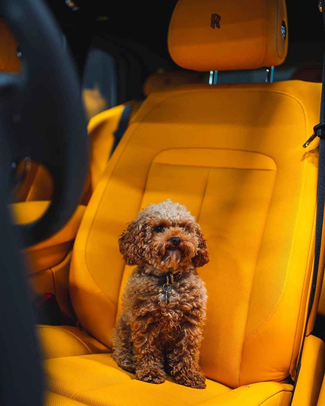 CarsWithoutLimitsさんのインスタグラム写真 - (CarsWithoutLimitsInstagram)「Puppies & Cars 🐶  Owner @toyzautoart  Photo @maxparkesphoto   #carswithoutlimits #rollsroyce」10月2日 11時29分 - carswithoutlimits