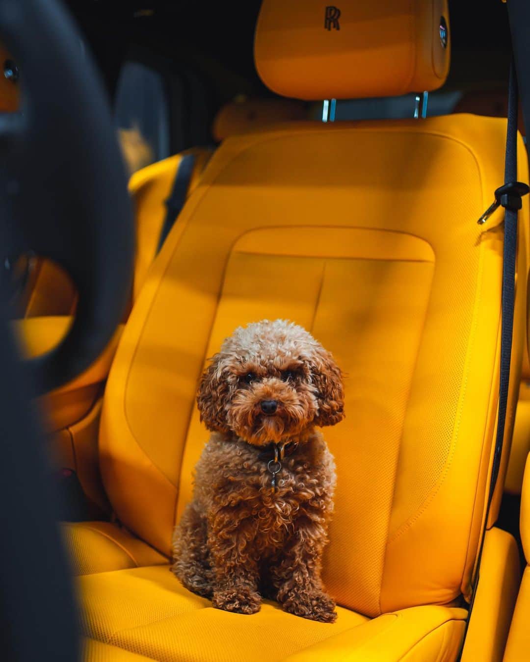 CarsWithoutLimitsさんのインスタグラム写真 - (CarsWithoutLimitsInstagram)「Puppies & Cars 🐶  Owner @toyzautoart  Photo @maxparkesphoto   #carswithoutlimits #rollsroyce」10月2日 11時29分 - carswithoutlimits