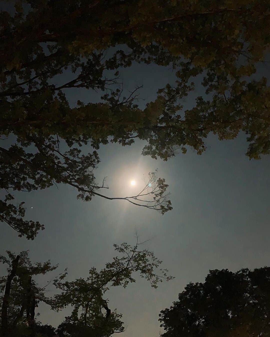 のインスタグラム：「十五夜🍂🎑 ここにくるとごちゃごちゃした頭がすっきりする🌕 . ごろごろしてたら終電逃しかけて危なかった🌳 #お月見　#十五夜　#pianonight #団子ではなく生姜焼きと煮物とドーナツ🍩」