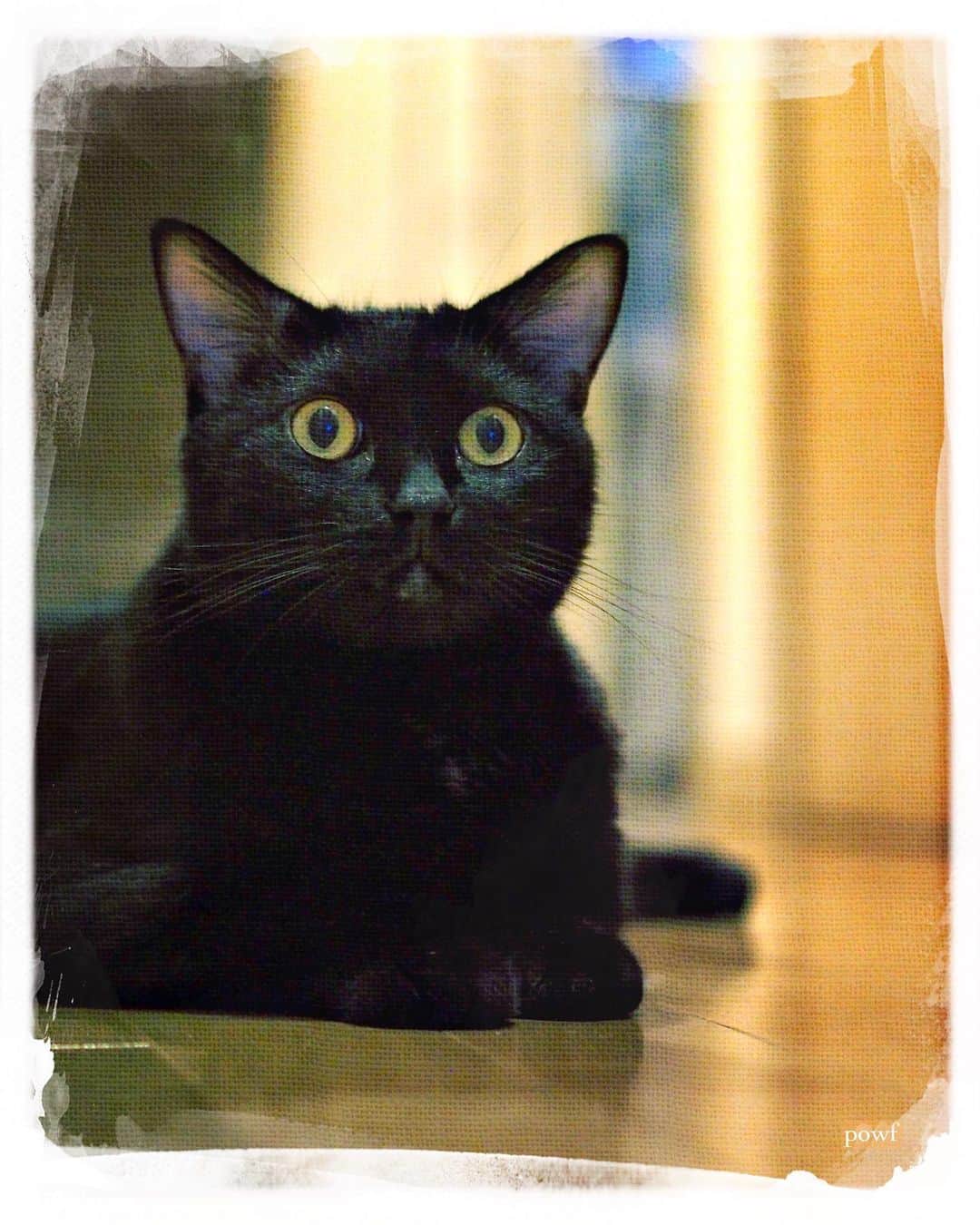 anemone_69のインスタグラム：「. #ハカセとキョウジュ #blackcat #黒猫 #cat #猫 #保護猫 #DreamCanvas_powf . . .」