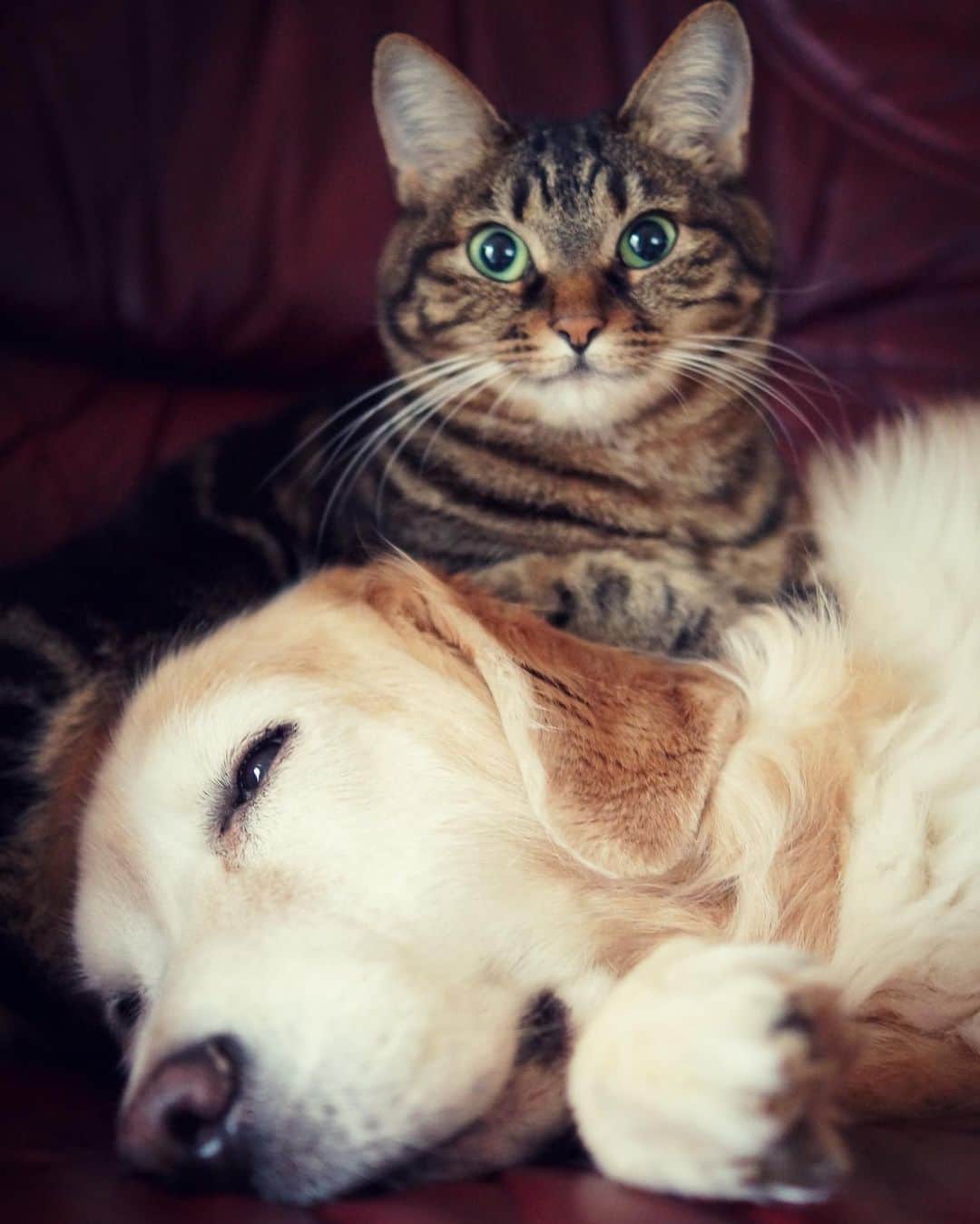 イチミ＆ポンズさんのインスタグラム写真 - (イチミ＆ポンズInstagram)「寒くなってきたからね〜🔥Ichimi & Ponzu  #dog #goldenretriever #dogstagram #犬　#ゴールデンレトリバー　#大型犬 #わさびちゃんち #cat #catstagram #catsofinstagram #猫　#キジトラ」10月2日 21時37分 - shimejiwasabi