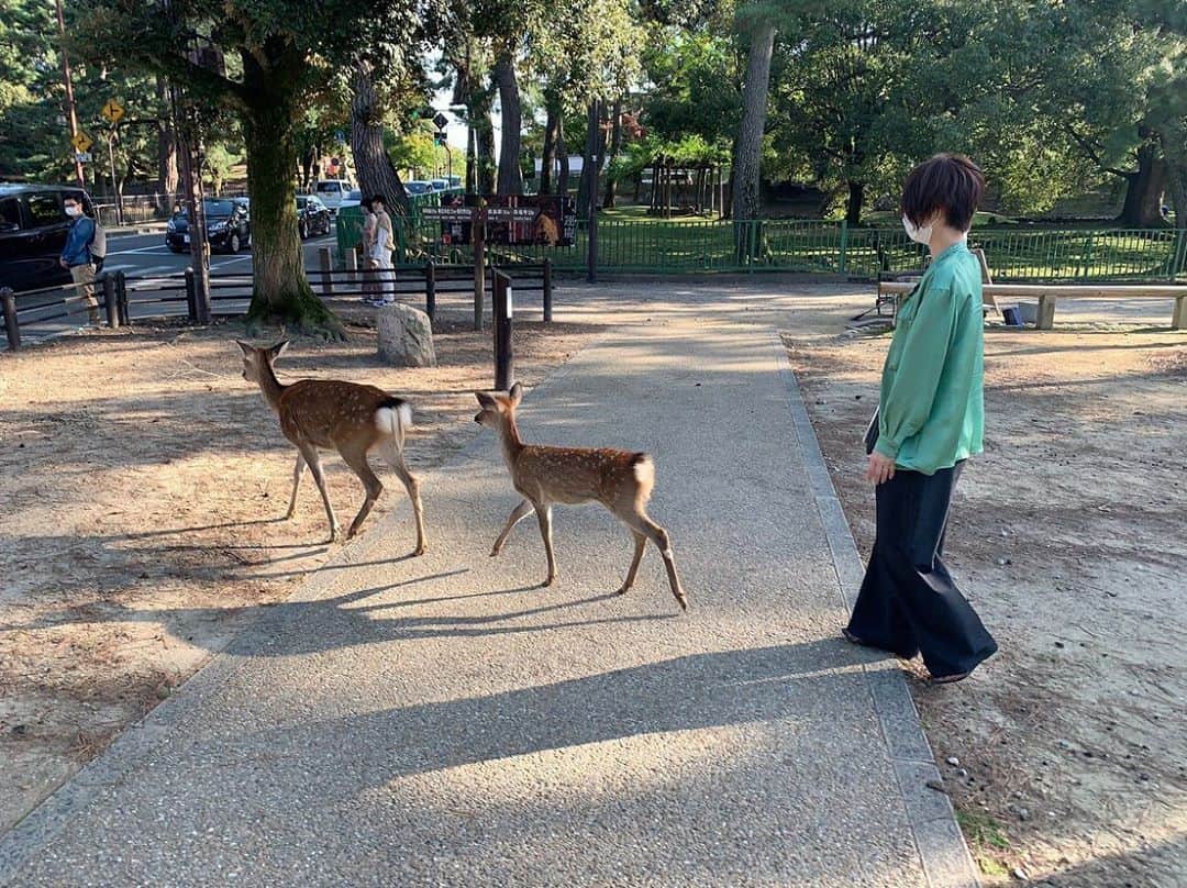 竹中夏海さんのインスタグラム写真 - (竹中夏海Instagram)「大人になってから行った奈良が ちょっと良すぎた🦌🦌  鹿がいるいるとは聞いてたけど、 もっと管理されたものを想像してたー あんな風に動物と当たり前に共存できてる地域が 日本にもあるんだなぁ🦌  奈良のなにが良いって、 街も景観も素晴らしいのにドヤ感が全然ないところ。  私は、良いところたくさんあるのに アピールや自撮りが下手なアイドルを ついつい推してしまうんですが、奈良はまさにそれ。  アイドル性の高い奈良、近いうちに またちゃんと旅行したいなぁ🦌  #奈良公園 #工場跡地事務室  #東大寺 #thebeatles #🦌」10月2日 21時58分 - tknkntm