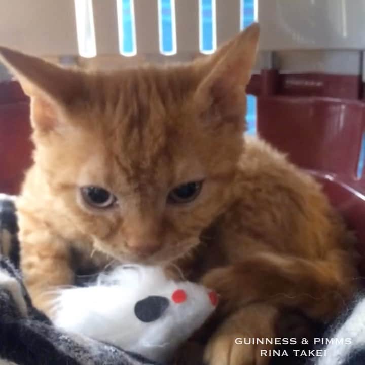 のインスタグラム：「02/10/2020 Happy Friday! ・ Four years ago, on October 2nd, Pimms became the latest member of our family. Pimms, thank you so much for coming to us! To celebrate, I have compiled a video, from Pimms’s ride on the train to his new home (the very first part of the video), to the first encounter with Guinness, and then their deepening relationship over the course of the following two weeks. Have a great weekend everyone! ・ ・ 今日はピム丸の4度目の #うちの子記念日 。 我が家のお笑い担当ピムスくん。 君のいない武井家なんて もう想像出来ません！ 我が家に来てくれて 家族の一員になってくれて どうもありがとう♡ 記念に 我が家へ迎えたその日から 2週間という時の流れの中で ギネスと仲を深めて行く様子を ひとつの動画にしてみました。 1番はじめの動画は ブリーダーさんのお宅から帰る 電車の中で撮影したもの。 そして帰宅後の ギネスとの初対面動画が続きます。 どうなる事かと不安だったけど 2週間で添い寝まで行けた◎ ひとりっ子だったギネスが 想像していたよりも 早くピム丸を受け入れてくれて 嬉しかったなあ。 それにしてもピム丸小さいなあ😂 10月は王子の誕生日も控えているし ハロウィンもあって 忙しくなりそう！ 今月もどうぞよろしくお願いします♬ 皆さま素敵な週末を🐈 ・ ・」