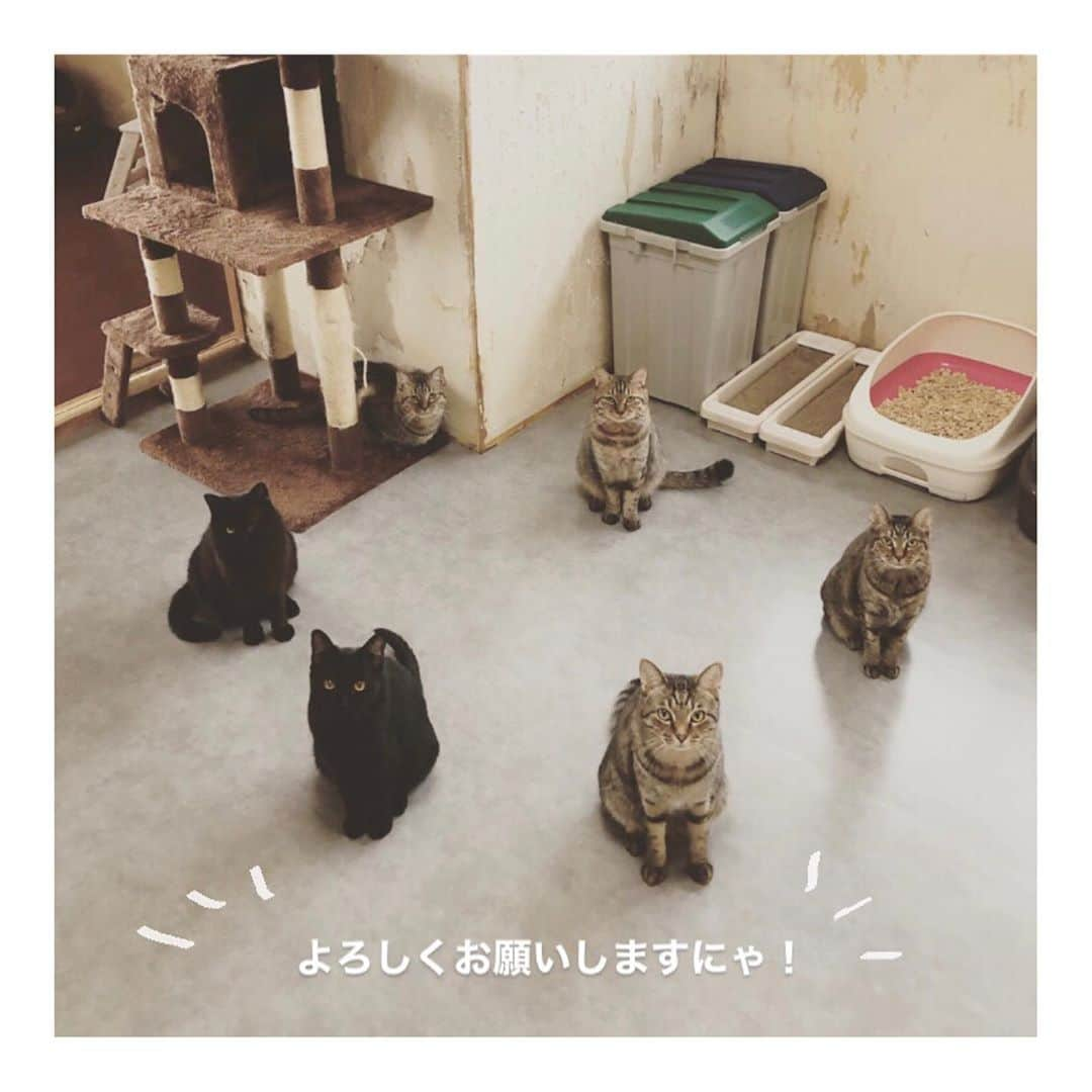 こむぎさんのインスタグラム写真 - (こむぎInstagram)「* 【必要数に達しましたのでリンク削除いたします！ご協力ありがとうございました〜😭】 岐阜多頭崩壊レスキュー支援物資のお願い🙇🏻 Amazonのほしい物リスト10月分を作らせていただきました〜🙇🏻 毎月毎月申し訳ありません🙇🏻💦 ほしいものリストはプロフィールのURLにあるLinktreeからご覧いただけます🙇🏻 支援物資は取りまとめて後日イニシャルでご報告させていただいておりますので、可能でしたら匿名にせずお送りいただけますと嬉しいですー🙇🏻  昨年の10月からこの現場のレスキューが始まりました😭 あれから1年！本当にあっという間で目が回る日々でしたが、何とか皆様のご協力をいただき現場に残っている子たちは6匹に！ 預かりさんのところにいる子たちを含めた里親募集中の子は20匹となりましたー！🙏🏻✨ リストの支援物資は少しずつ量を減らしていますが口内ケア用品は引き続き必要なものなので載せさせていただいております🙇🏻 できるだけ副作用が心配な投薬ではなく、サプリでお口の環境を常に整えておくために、継続してサプリ類を載せさせていただいておりましてすみません…🙇🏻 また、犬歯を含めた全抜歯手術をした小柄な夢ちゃん、てなちゃんがどうしても免疫力が弱いのか風邪をひきやすくて…😭💦 免疫力をあげるためのサプリも継続しています🙇🏻 その他投薬用にちゅーる、常に必要なフードを載せております🙇🏻 オヤツ類も嗜好品で申し訳ないですが、投薬や怖がりな子たちの心を開いて貰うために必要なものだったのでそちらも載せております…🙇🏻  これまでに酷い口内炎により全抜歯手術が3匹、臼歯の全抜歯手術が7匹、一部抜歯手術が3匹、歯石取りが4匹処置を行いました🙇🏻 先日しおくんの一部抜歯手術が無事に終わりホッとしていますー😭1週間後に再度受診予定です🙏🏻 皆さんのご協力のおかげで手術やその後のケアが出来ております😭🙇🏻💦 サプリ類も安いものではないので、お願いするのも大変心苦しいのですが、ご無理ない範囲でご協力いただけましたら嬉しいです😭💦  ぶどうくん、てなちゃんはステロイドはだいぶ減ってきて、そろそろステロイドなしでサプリのみで様子見になります🤗 最近はしっかりモリモリ食べてくれていて安心していますー😭😭😭 ほんとたくさん食べてくれたらすごく嬉しい。ただそれだけで心からホッとします☺️ それと最近けいくんが歯肉が炎症して食べムラがありステロイド再スタート💦預かりさんの元でケアをお願いしています🙇🏻 また、青井さんがケアしてくださっているつばめくんも血液検査の結果が一進一退ですが何とか頑張っていますーー😭✨  ほしい物リストは、たくさん物資をいただきすぎて余らせてしまってもいけないので、概ね1ヶ月分ごとに作らせていただいております🙇🏻 現場で必要なものはどんどん変わっていくので内容は更新していっています🙇🏻  また、9月分のイニシャルのご報告を載せさせていただきます🙏🏻 私の方でご購入くださった方の情報が確認出来ればよいのですが、どなたが送ってくださったものかは商品と一緒に納品書が届いてようやくわかる感じです🙇🏻 時々販売元によっては納品書が入っていないこともあり最後に物資の名称のみ記載させていただいております。 納品書が入っていなかった分で、私が送ったやつだ〜！というのがあればお気軽にDMください🙇🏻 本来であればお一人お一人にお礼を伝えたいところですが中々バタバタで個別にお礼の連絡が出来ずに申し訳ありません…😭 イニシャルも読み方に間違いがありましたら申し訳ありません🙇🏻記載誤りなどありましたらまたご連絡くださいませ🙇🏻✨  この1年色んなことがあったなぁ。嬉しいこと辛いこと。途方に暮れて現場からの帰り道、1人泣きながら運転していた時も実はありました😂 それでもたくさんの方に応援いただき、何とか少しずつ前に進んで来れました😭 また1年の振り返りとこれからのことについては改めて投稿したいと思います🙇🏻✨  現場の様子はストーリーのハイライトやIGTVからご覧いただけます🙏🏻 里親募集中の子の掲載用アカウントはこちらです🤗✨→ @comugineko  支援金の方は青井さんが毎月取りまとめをしてくださっていますのでご確認ください🙇🏻→ @asano.aoi  里親募集の拡散、支援物資、支援金のご協力につきまして、ご無理のない範囲で大丈夫ですので、今後もお力をお貸し頂けますととても助かります😭 何卒お願いいたしますー🙇🏻🙇🏻 #岐阜多頭崩壊レスキュー #写真は以前奇跡的に6匹撮れた写真✨」10月2日 22時18分 - tomochunba