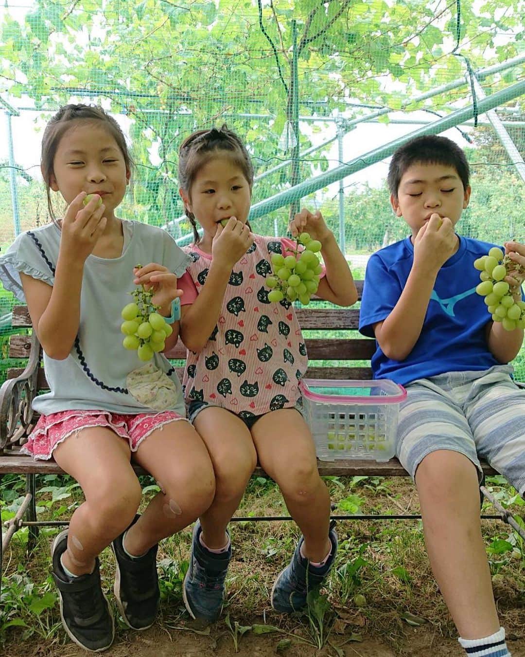 高橋みゆきのインスタグラム：「山形の甥っ子👦姪っ子👧🏻👧🏻今年もブドウ狩りしてたなぁ🍇それを送って貰った🎶 #ブドウ　#甥っ子　#姪っ子　#あっという間に大きくなるね　#髪型小さい頃の私みたいだ🥰」