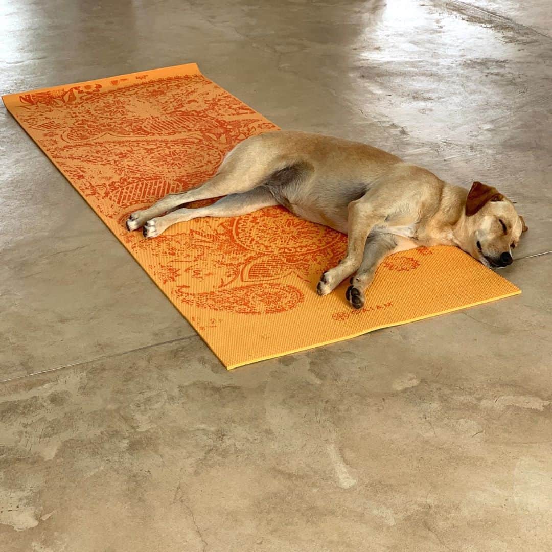 ブライアン・アダムスのインスタグラム：「My girl Peaches after yoga. #potcake #puppypose #yogadog」