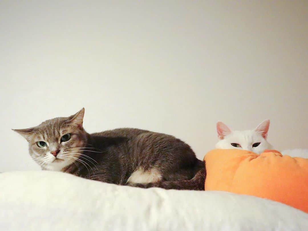 のインスタグラム：「✼ 🖤🤍🎃 * * #ねこは人を笑顔にする #シマホレスキュー #シマホネコダスケ #うちの子優勝 #メイクにゃーと #猫カレンダー2022参加したい * #catsofinstagram #instacat_meows #IGersJP #rakutenpet #nyancon01 #mmts_nekotomo #petokotolife #無敵の親バカ同盟 #関西ねこ部 #ふわもこ部 #ペコねこ部 #peppyフォト部 #スタペグラム #ねこのきもち #サンデイ #sippoストーリー #ペトラフ #今日のうちの子 #我が家のキャティーマン * #fukuhakushincha #marikill66_1002」