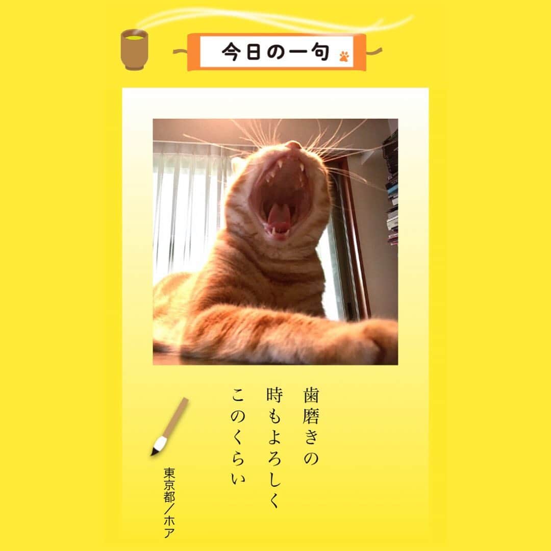 ドコノコのインスタグラム