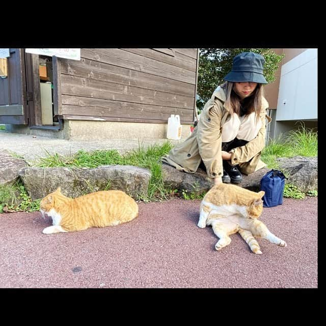 田中美麗さんのインスタグラム写真 - (田中美麗Instagram)「昨日は素敵な出会いをしました〜 たまたま見つけた、茶々丸夫婦🐈？ 家族？カップル？笑 けどとても似てる2匹♡  男の子のほうはずーっとペロペロ 可愛らしい、わがままBODYでマイペースに過ごしていました笑  道中に猫ちゃんに会うと本当に癒されます♡  #cat」10月2日 14時24分 - mirei_tanaka_