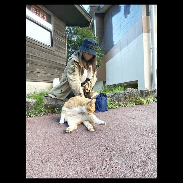 田中美麗さんのインスタグラム写真 - (田中美麗Instagram)「昨日は素敵な出会いをしました〜 たまたま見つけた、茶々丸夫婦🐈？ 家族？カップル？笑 けどとても似てる2匹♡  男の子のほうはずーっとペロペロ 可愛らしい、わがままBODYでマイペースに過ごしていました笑  道中に猫ちゃんに会うと本当に癒されます♡  #cat」10月2日 14時24分 - mirei_tanaka_