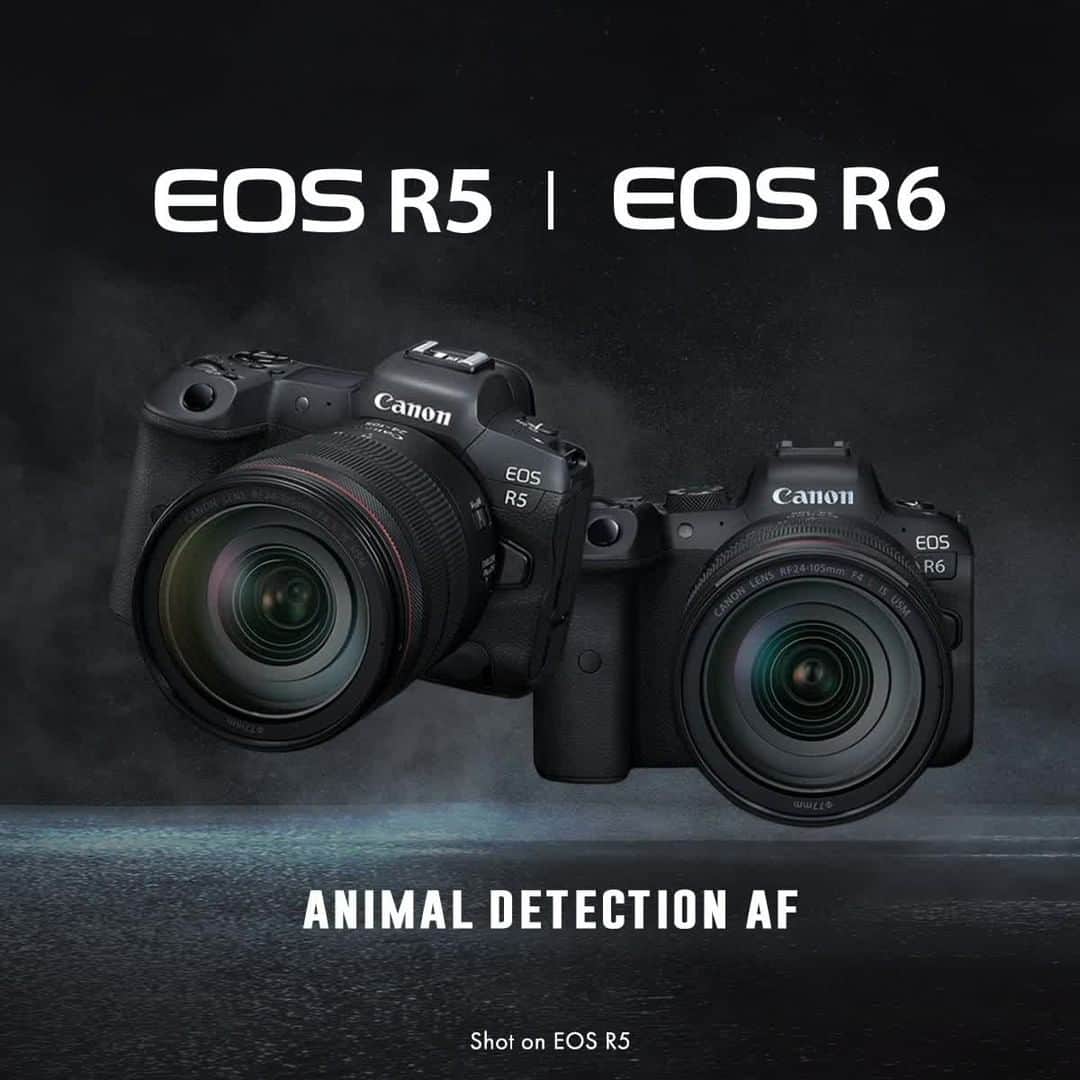 Canon Asiaのインスタグラム：「Trying to photograph a pet 🐶  that won't sit still or a wild animal 🐆  in action? Now you have the Animal Detection AF in the recently launched Canon EOS R5 and EOS R6! ⁣ ⁣ Animal Detection AF's enhanced algorithm detects and tracks the eyes, faces and bodies of animals to keep them in focus! Check out the video!☝🏻⁣ ⁣ #canonasia #EOSR5 #EOSR6 #borntorule #teamcanon #canonphotography #CanonEOSR5 #CanonEOSR6 #EOSR5GameOn #mirrorless #mirrorlesscamera #fullframe #animaldetection #animaldetectionAF #wildlife #wildlifephotography #seagulls」