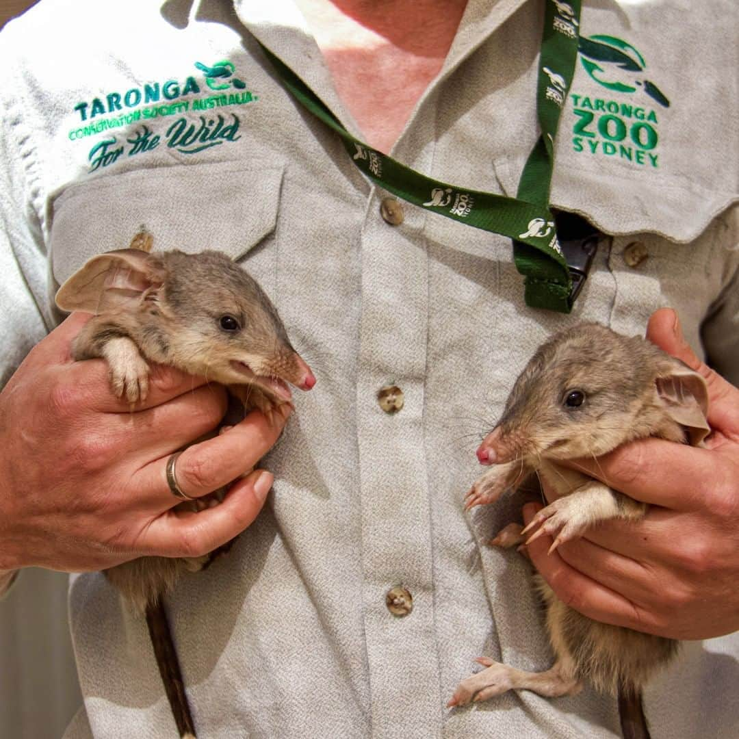 タロンガ動物園のインスタグラム