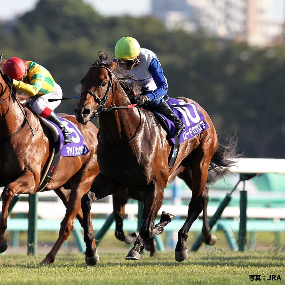 のインスタグラム：「今週末は、スプリンターズステークス(GI)  #2012年2013年の優勝馬は #世界の #ロードカナロア #国内外合わせてGI6勝するなど #JRA顕彰馬にも選ばれたよ #さぁいよいよ #秋のGIシリーズが開幕 #うまび #スプリンターズステークス」