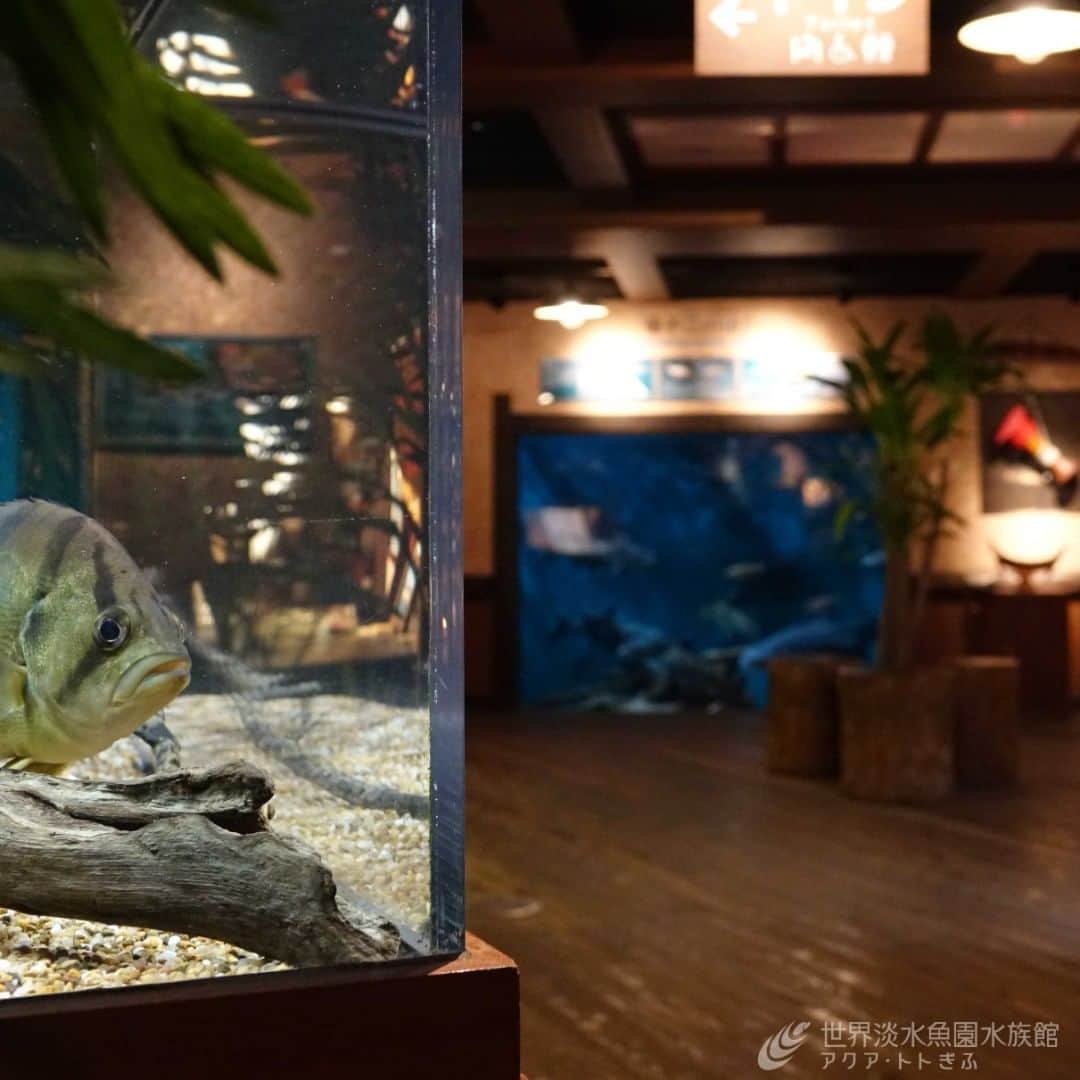 世界淡水魚園水族館 アクア・トト ぎふのインスタグラム：「館内2階「メコン川淡水環境研究所」のコーナーを水槽越しに見てみました。 他のフロアとはかなり雰囲気が変わります。  #アクアトト #アクアトトぎふ #アクアトト岐阜 #水族館#aquarium」
