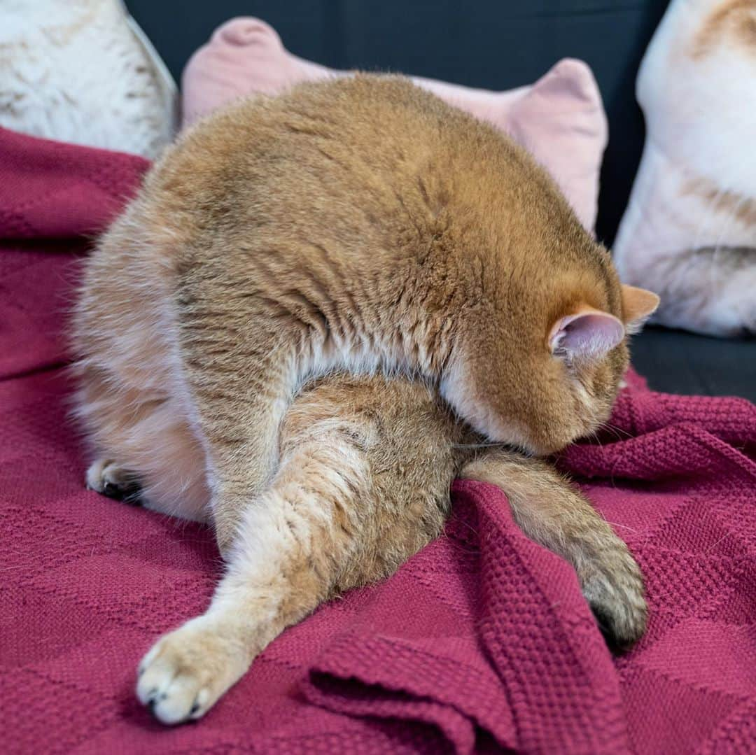 Hosicoさんのインスタグラム写真 - (HosicoInstagram)「I forgot something ... and also the tail! 😝」10月2日 15時41分 - hosico_cat