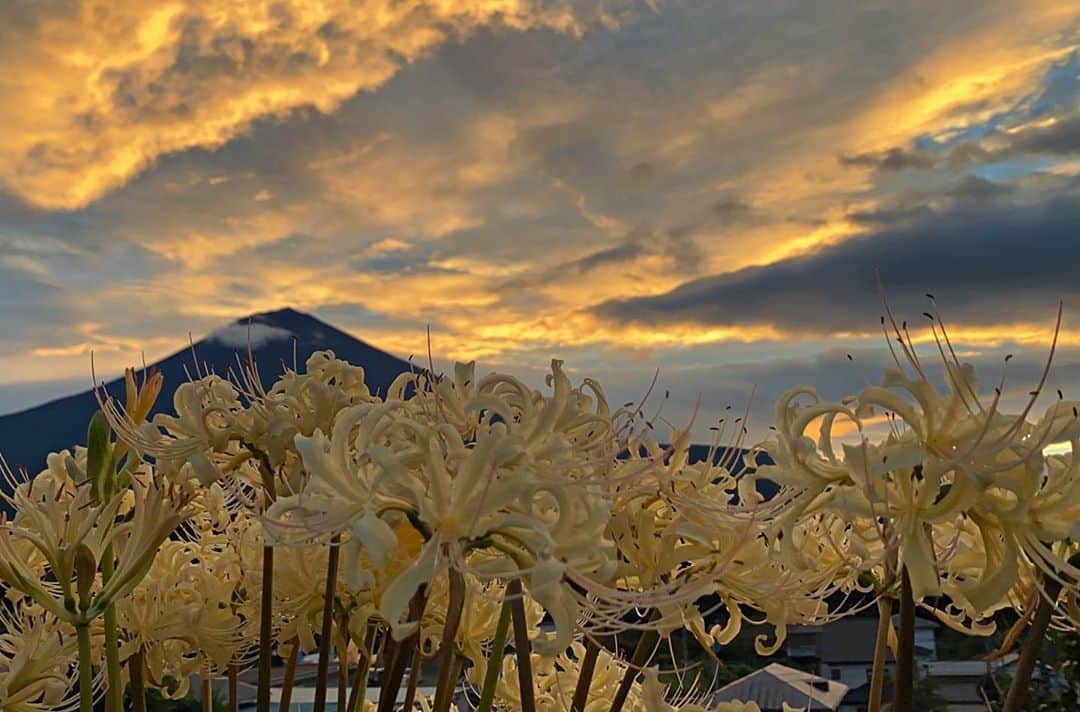 phantastic420のインスタグラム：「. 🤩🤩“Shizuoka” prefecture in Japan is a place where you can see the most “phantastic” Mt. Fuji🗻 in the world.🤩 #富士山 #mtfuji #japan #shizuoka #fujinomiya  #宮すた #miyasta @fujinomiyacity  #phantastic420photography #mostphantasticmtfuji #selamatpagi  #goodmorning  #おはようございます 😇😇😇😇😇😇😇🗻😇😇😇😇 🇹🇭Thailand now 🤣 #サワディーカップ #サワディー」