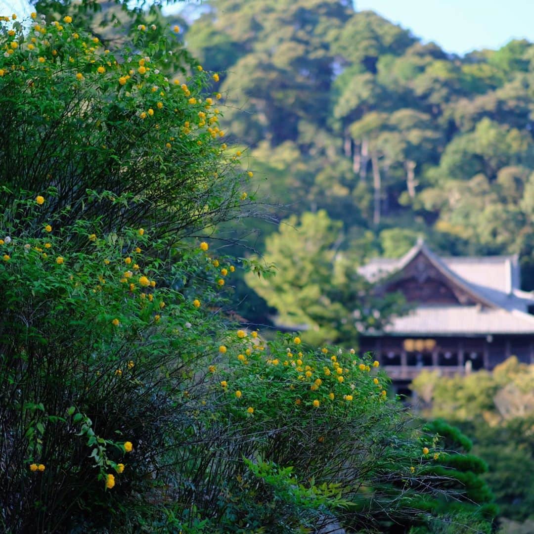 奈良 長谷寺 / nara hasederaのグルメインスタ