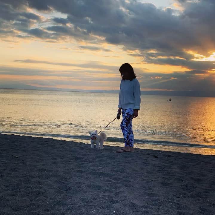 のインスタグラム：「Sunset time☀️ ✴︎ 波の音と一緒に、 ✴︎ お楽しみください🌊 ✴︎ 後ろでSUPしてる人、 ✴︎ 気持ちいいだろうナァ…😌 ✴︎ #hayama #sunsetbeach #withdog #葉山生活 #大浜海岸 #葉山県立公園 #愛犬とお出かけ #夕陽動画」