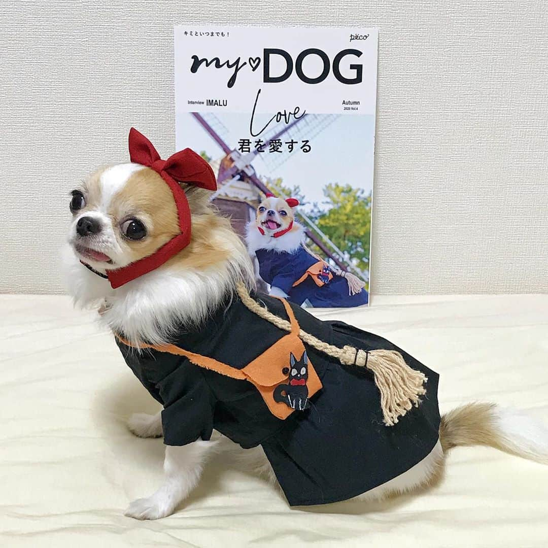 ちまさんのインスタグラム写真 - (ちまInstagram)「I can't wait to the day I can see you someday.🐶💕 ・ PECO MY♡DOG(@pecomydog_official )の秋号が届きました✨ せっかくの「世界にひとつだけのうちのコ表紙」なので、今回は秋っぽい(?)ハロウィンコスプレ写真🧙🏻‍♀️🎃 お気に入りの写真を表紙に出来るの嬉しすぎる…毎回届くたびに「ワアァァァ😍」てなります🤣 今号もためになる内容盛りだくさんでした！意外と知らない事が沢山あって、そのちょっとの知識だけでもうちのコとの生活や今後がより充実するし、逆にそういう事を知らないままだと後悔になりかねなくて…これからも学ばせて頂きます😤ﾌﾝｽｯ ・ #chima #ちま #チワワ #chihuahua #ชิวาวา #PECOいぬ部 #WeeklyFluff #pecomydog #pecomydog世界にひとつだけのうちのコ表紙 #ghibli #kikisdeliveryservice #halloweencostume #ハロウィン」10月2日 16時32分 - chima.chihuahua