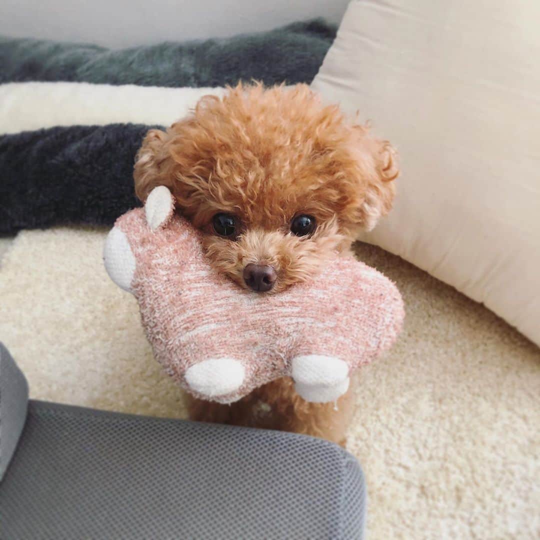 ふわのインスタグラム：「#toypoodle#toypoodlegram#dogsofinstagram#doglover#doglife#instadog#dog#fuwamama#ふわもこのふわ#ふわ#トイプードル#ふわもこ部#犬バカ部#親バカ部#犬のいる暮らし#いぬすたぐらむ#ふわのお気に入り#毎日持ってきます」