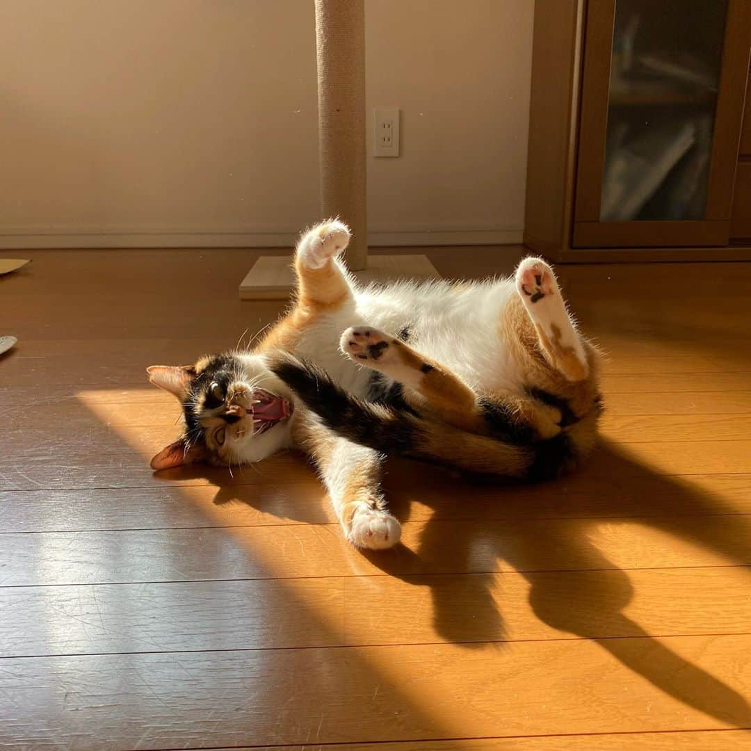 星野美穂のインスタグラム：「見て！！ 拡大して見て！！！  #ふぁびこ #うちの美猫」