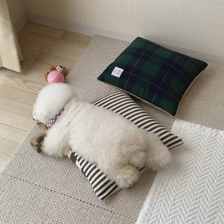 ゆうのインスタグラム：「. . フッとひといき。 落ち着くアーニーさん🐶🍵 . . . #お腹の下にフワフワな何かあるのが #落ち着くらしい #フクちゃん含む🐻 . . .」