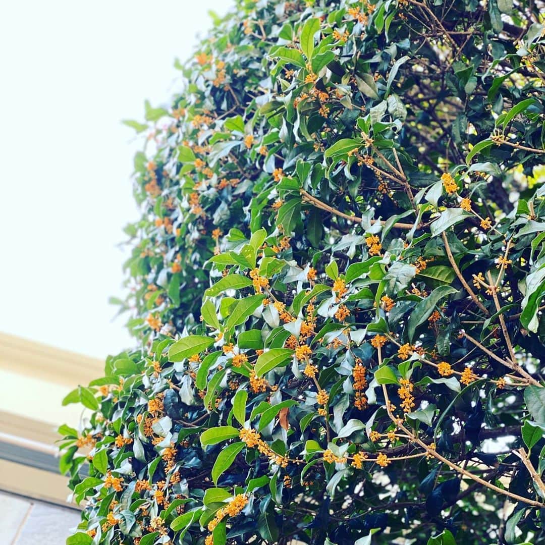 安蘭けいのインスタグラム