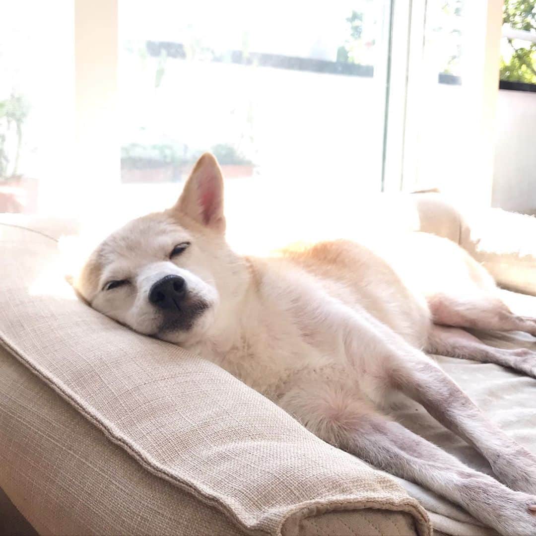 柴犬リリコのインスタグラム：「隙のない美しさ✨皆さんよい週末を🐶💕 #うちの子が可愛いすぎる」