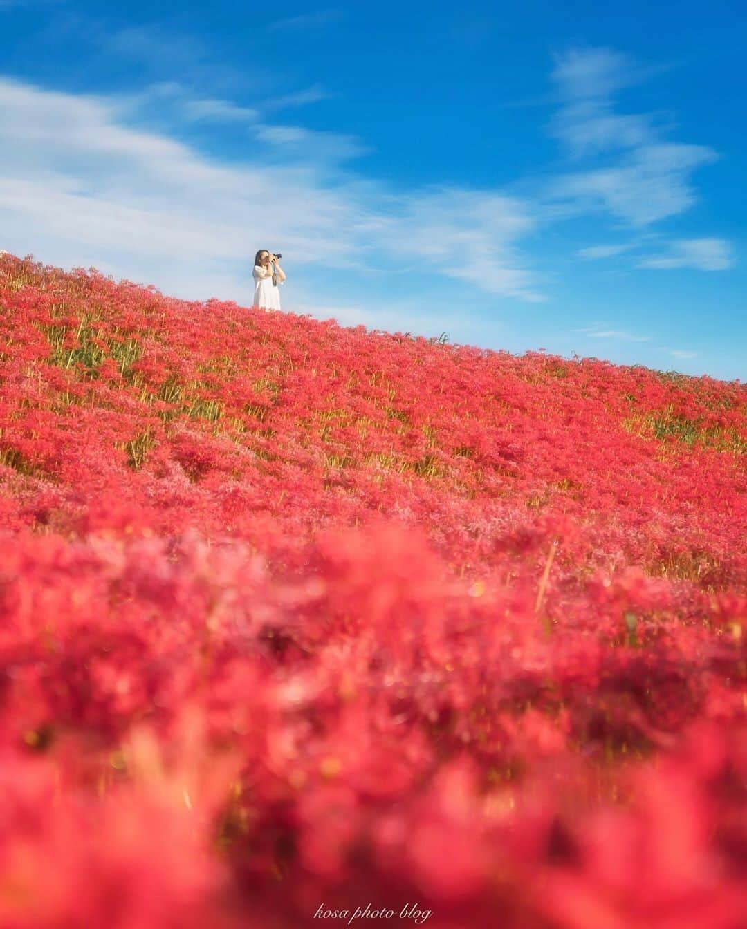楽天トラベル さんのインスタグラム写真 - (楽天トラベル Instagram)「こんにちは😊 今日は一面が赤く染まる #彼岸花 の絶景スポットをご紹介します✨ ーーーーーーーーーーーーーー 📍#矢勝川（やかちがわ） （愛知県半田市） ーーーーーーーーーーーーーー まるで童話の世界のようなのどかな里山風景が広がる矢勝川周辺。 秋になると川沿い約1.5kmに300万本以上の彼岸花が一斉に咲き渡り、赤い絨毯を敷いたような幻想的な光景が広がります。 ーーーーーーーーーーーーーー Special Thanks💓 📸Photo by @kosa_photo  📌ご旅行やおでかけの際は、事前にお住まいの地域や旅行先の情報を確認しご計画をお願いいたします ーーーーーーーーーーーーーー 旅先で出会った美しい風景や素敵な旅館などを  #rakutentravel を付けてぜひシェアしてください😊 このアカウントでご紹介させていただきます💗 ーーーーーーーーーーーーーー  #楽天トラベル #旅行好きな人と繋がりたい #旅したくなるフォト #旅行 #国内旅行 #旅行好き #旅行好きと繋がりたい #写真好きな人と繋がりたい #旅好き女子 #旅行好き女子 #travel #trip #japan #たびすたぐらむ #日本の景色 #日本の風景  #お出かけスポット #お出かけ #絶景 #絶景スポット #はなまっぷ #愛知 #愛知観光」10月2日 18時00分 - rakutentravel
