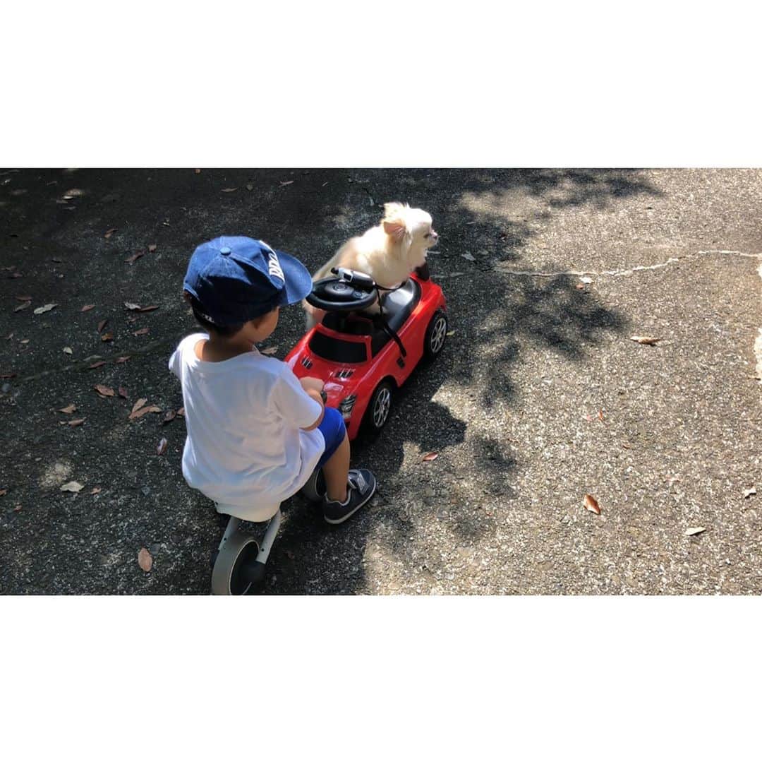倉田亜味さんのインスタグラム写真 - (倉田亜味Instagram)「息子と愛犬の関係がだんだん良くなっています。  優しくできているから心許し始めているプリ(チワワ)ですが やっぱり心を許したら許したで痛い目あいます笑 そんな動画をYouTubeにあげました。 #私はほとんど出てきません #YouTube #youtubechannel  #チワワ #ちわわ #犬 #愛犬  #愛犬との暮らし  #愛犬のいる生活  #愛犬との時間」10月2日 18時00分 - kurata_amigram