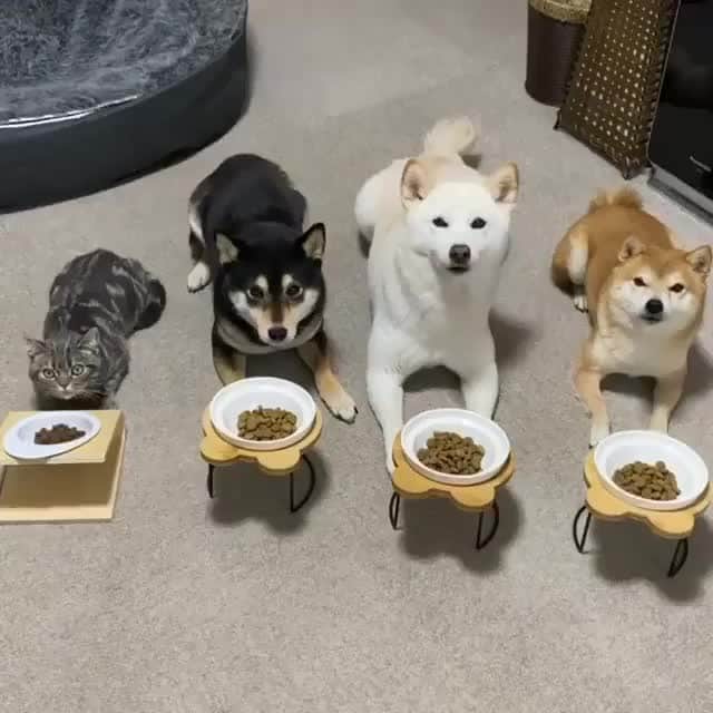 Aww Clubのインスタグラム