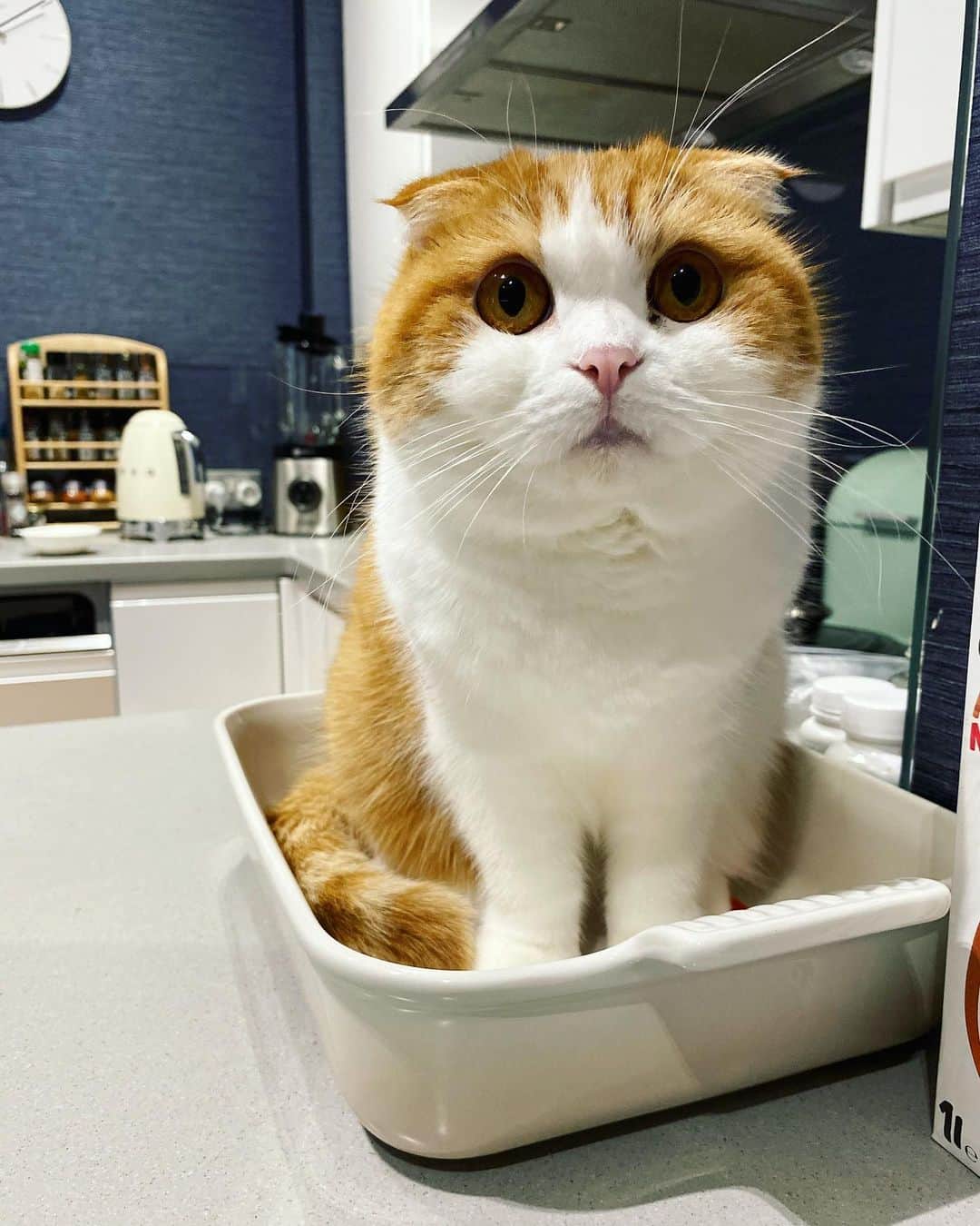 Nana _The Scottish Foldのインスタグラム：「Nana has chosen. @lecreusetuk 😂😂 나나찌의 센스있는 선택. #광고아님주의  . .  .  #고양이 #猫 #ねこ #スコ #cat #cats #catstagram #catsofinstagram #instagramcats #instacat #bestmeow #catoftheday #catsofworld #catsloversworld #catsofday #냥스타그램 #냥이 #caturday #gatos #cats_of_instagram #ilovemycat #catselfie #kittensofinstagram #kittens #catsdaily #kucing #london #lecruset #르쿠르제」