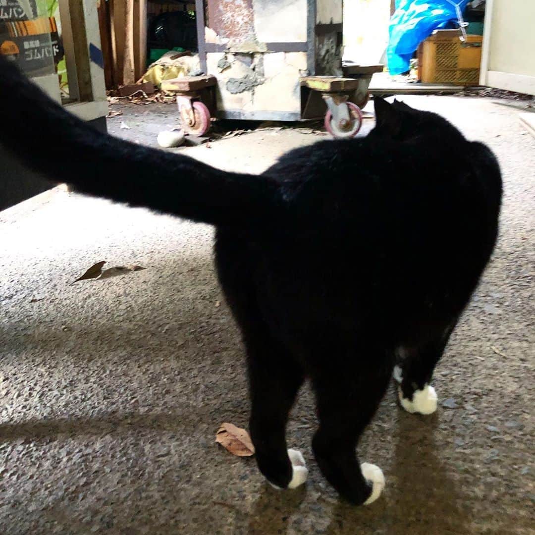 山本浩未さんのインスタグラム写真 - (山本浩未Instagram)「白足袋猫さん❤︎  無人店の看板猫 人なつっこい #島猫」10月2日 18時32分 - hiromicoy