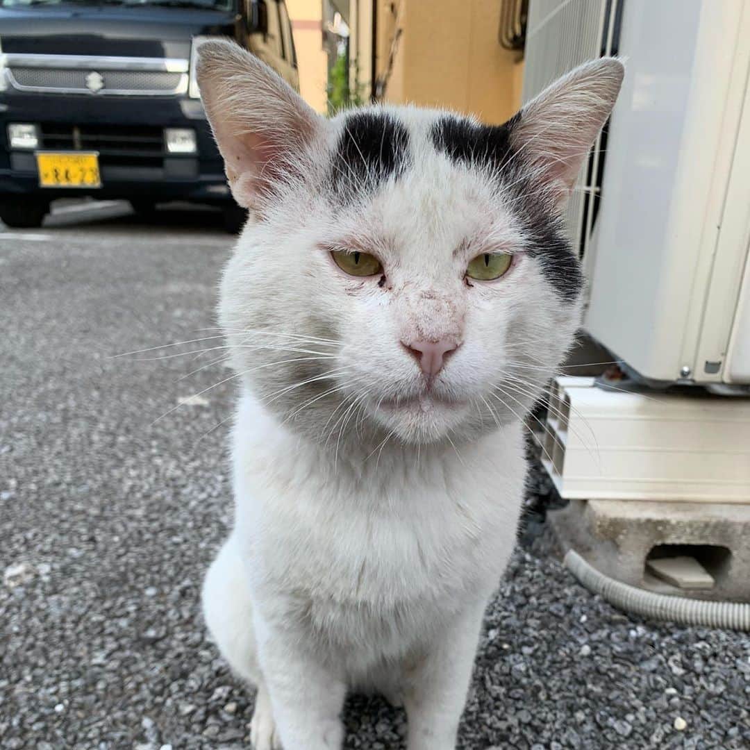Kachimo Yoshimatsuさんのインスタグラム写真 - (Kachimo YoshimatsuInstagram)「一年前のナナクロ  Nanakuro a year ago  あまりにイカスミが家の前に滞在して飯場を守っている為近づけないナナクロを探しにちゅーる持って近所を一回りしたら、近所の駐車場で発見。 ちゅーるデリバリー。 #うちの猫ら #ナナクロ #nanakuro #一年前のナナクロ #猫 #ねこ #cat #ネコ #catstagram #ネコ部 http://kachimo.exblog.jp」10月2日 18時42分 - kachimo