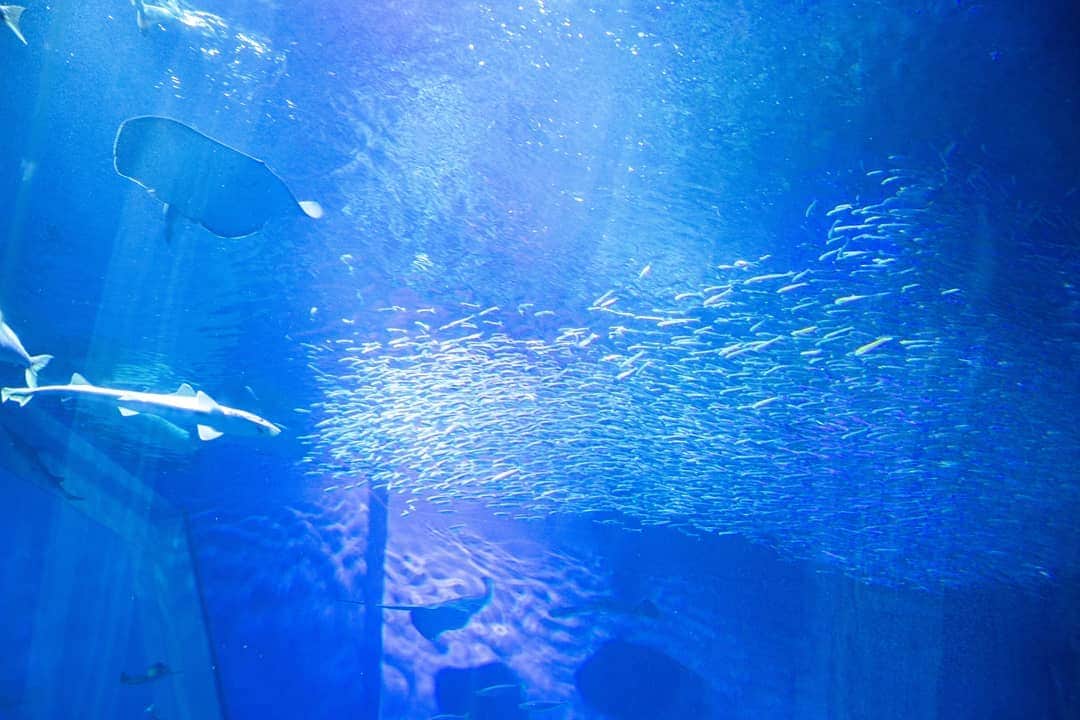 石井寛子のインスタグラム：「大洗水族館🦈🐠🐟 ずーっと眺めていられる～  久しぶりに 家族とのおでかけで カメラ📷持参。  🐟撮ったり 👨‍👧‍👦撮ったり 記録係✏️  家に帰って、写真眺めて、 時間あったら編集して。  一回のおでかけを 何度も噛み締めて 味わえるから、楽しいんです。  一時期、主人の 「いつまで撮ってるんですか？」的な圧がすごくて 極力！カメラ持っていくのを控えていたんですけど  一眼でも、さくっと撮る粘らないスタイルにして だいぶ嫌み言われなくなった気がする。  （もしくは、お手上げ状態、諦めたかw）」