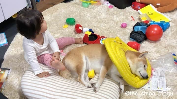 Moguのインスタグラム：「. もぐの周りをおもちゃで取っ散らかした末、暇を持て余した子分が来たなの。 #完全スルー柴 #どれだけスルーできるか #自分との闘い #いや寝てるだけ . @the_shiba_mogu  #柴犬 #shibainu #shiba#赤柴 #redshiba#犬 #dog#しばいぬ#nannydog#犬と子供#子供と犬#柴犬と子供#柴#赤ちゃんと犬#犬と赤ちゃん#柴犬と赤ちゃん#赤ちゃんと柴犬#柴犬のいる暮らし#子守犬」