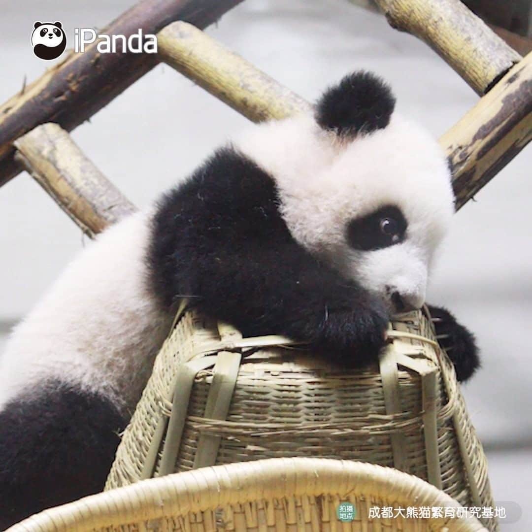 iPandaのインスタグラム