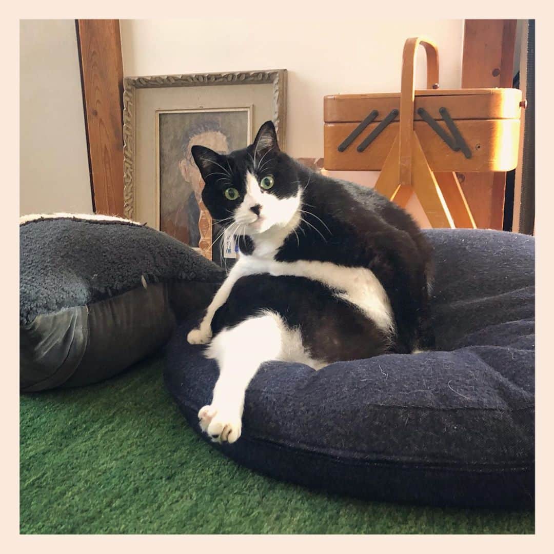 パンといっぴきのインスタグラム：「#元保護猫 #ハチワレ #白黒猫 #blackandwhitecat #tuxedocat」