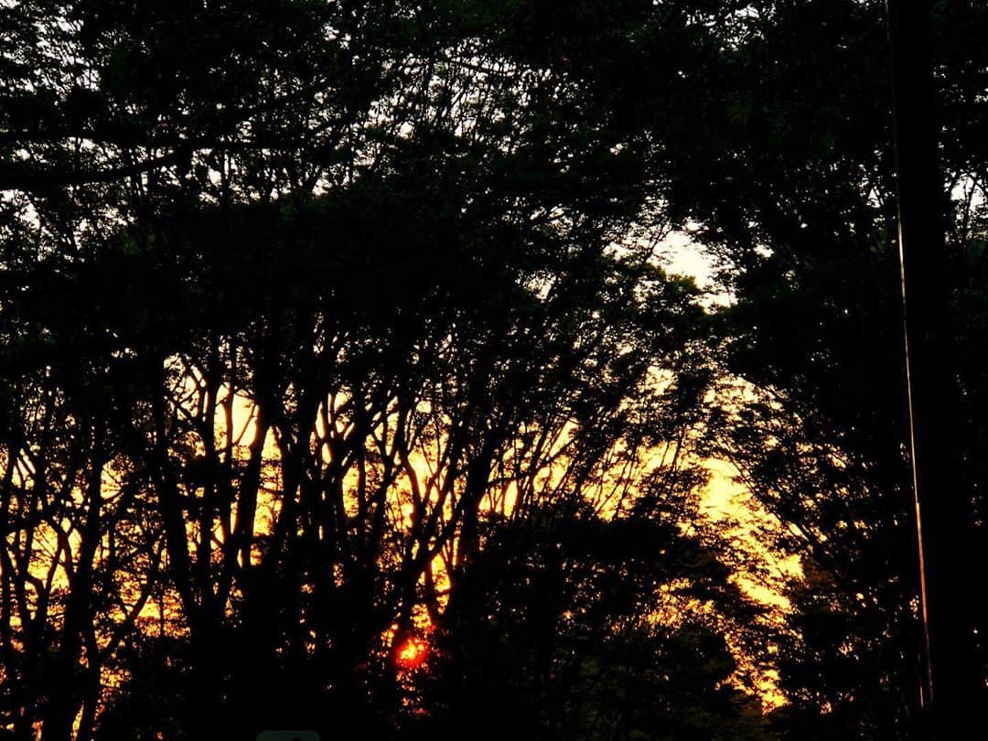 小西遼生さんのインスタグラム写真 - (小西遼生Instagram)「燃ゆる秋暮れの森  今日はたっぷりと 心地好い日差しと風を浴びました。  #彩撮り」10月2日 19時16分 - ryosei_konishi_official