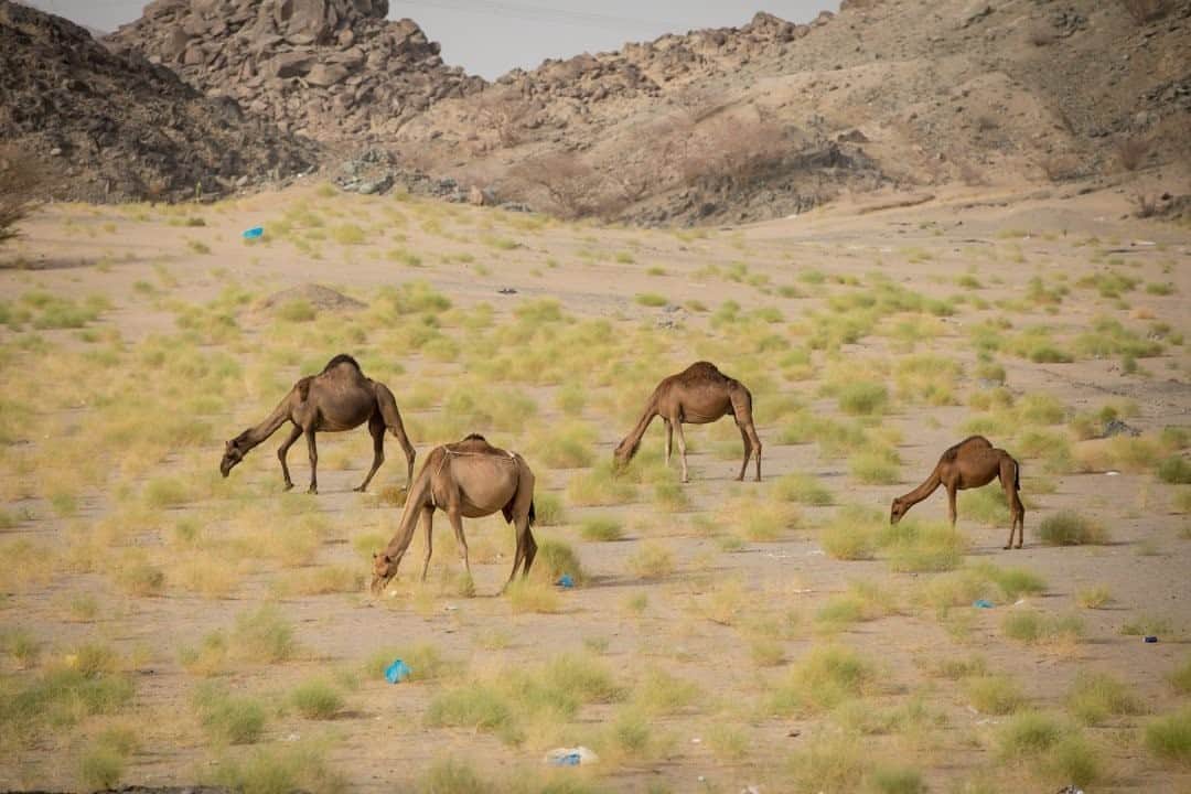 ナショナルジオグラフィックさんのインスタグラム写真 - (ナショナルジオグラフィックInstagram)「Photo by @tasneemalsultan / Driving past these camels grazing in the desert around the city of Taif, Saudi Arabia, I couldn't help but notice the empty plastic bags around them. I later found out that the country's percentage of recyclable waste is 15 percent; we need to do better. #saudiarabia #plastic #recycling」10月2日 19時39分 - natgeo