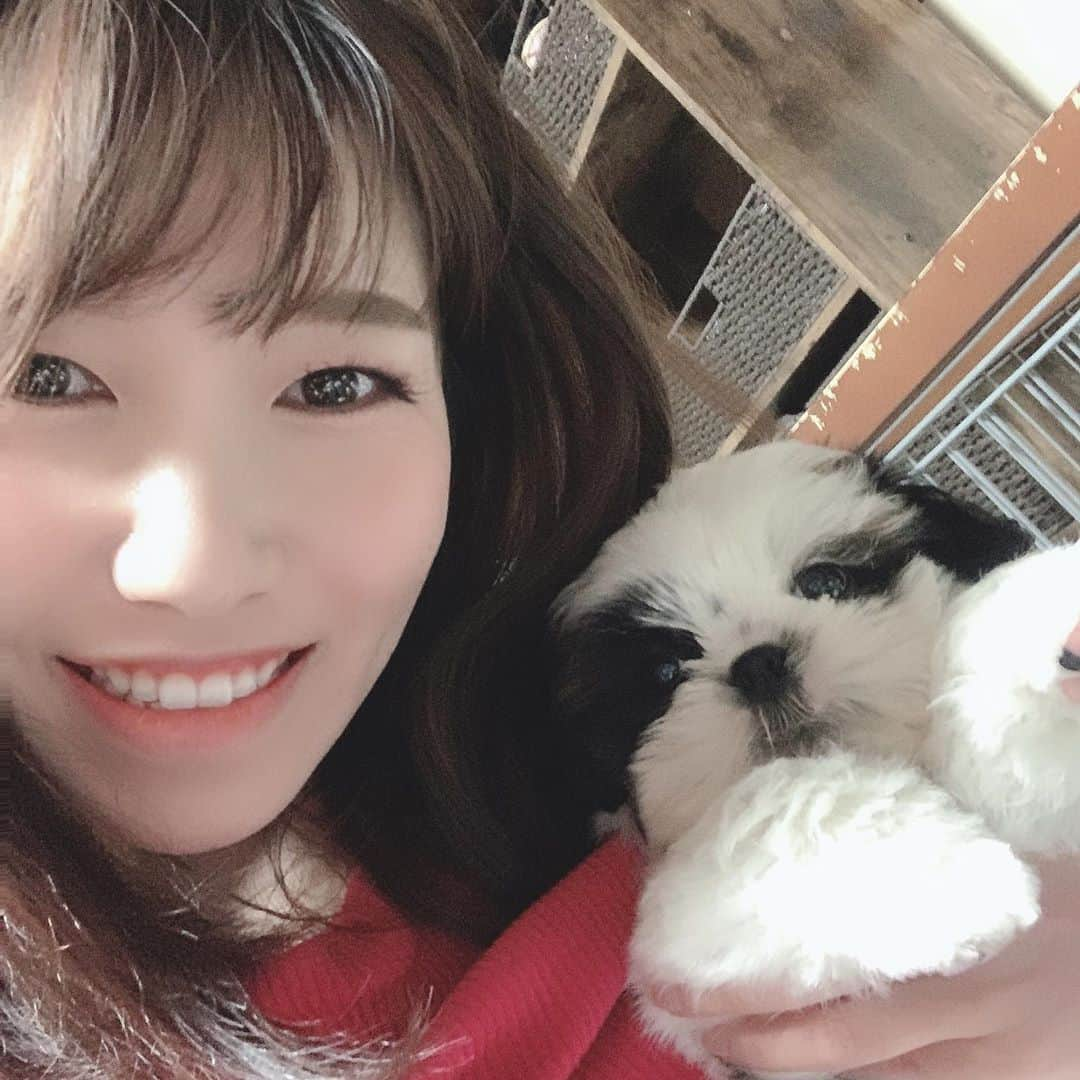 若宮三紗子のインスタグラム：「【新しい家族が増えました🐶】  家族が増えました😍✨ 歩くと後ろをついてくる姿がすっごく可愛い💕  なついてくれますように☺️☘️  #シーズー  #子犬」