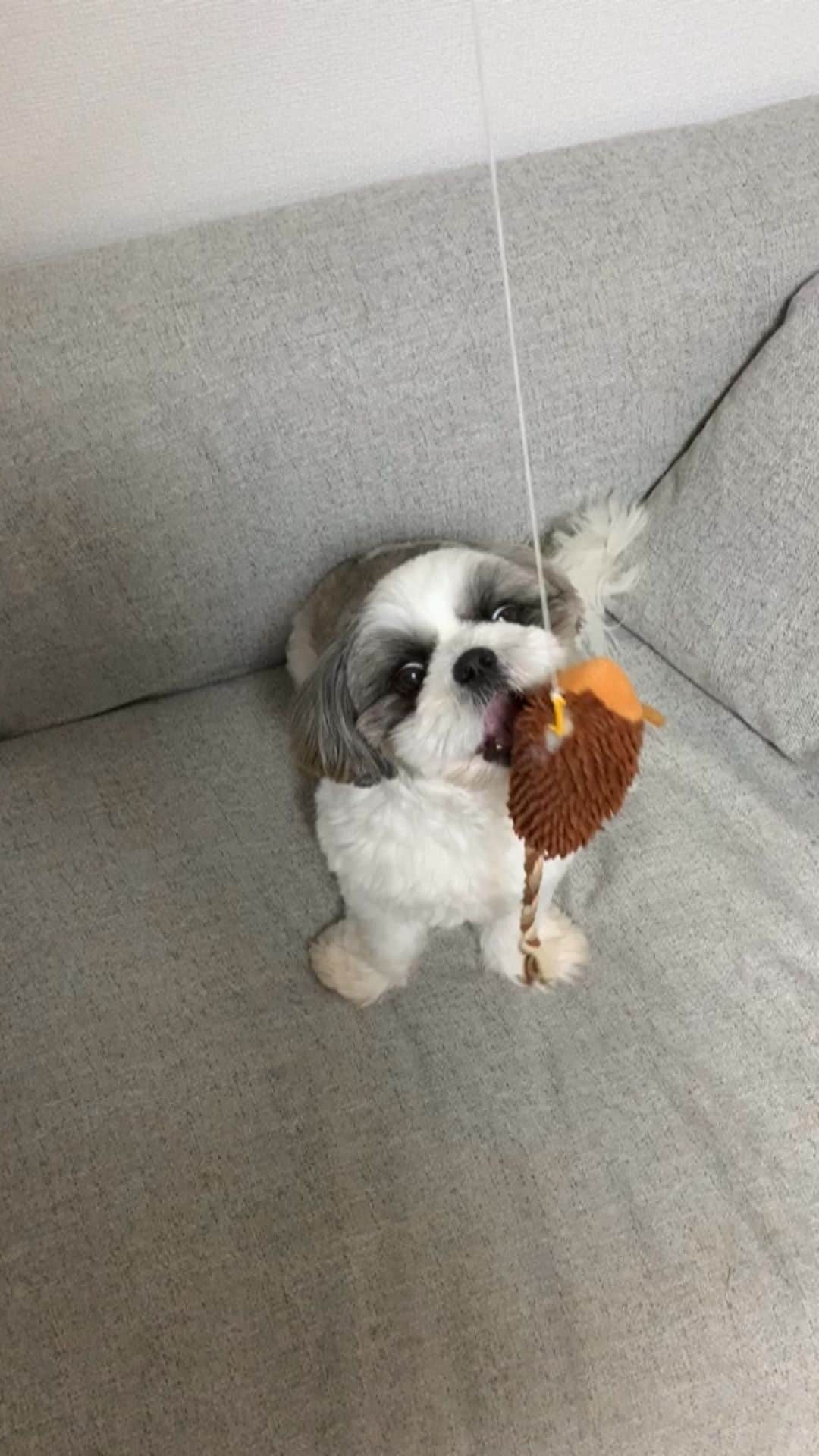 のインスタグラム：「Let's enjoy Fishing a dog🎣 ・ 🐗を餌に釣りを楽しんでいたら予想外の大物がHit🎣 ・ きっとこの辺りの主なんでしょう🐡 ・ 見事に喰いちぎられたー🤣🤣🤣 ・ ・ #釣り #fishing #犬釣り #シーズー #シーズー好き #シーズー大a好きクラブ #シーズー犬好き部 #シーズー大好き部 #シーズー犬 #シーズー大好き #シーズーlove #シーズー部 #ロングまつ毛ワンコの会 #いぬのきもち #鼻ぺちゃ犬 #短足犬 #いぬすたぐらむ #shitzu #shitzumania #shihtzuclub #shihtzuloves #shihtzulovers #shihtzusgram_feature #shihtzugram #시추 #시츄스타그램 #西施犬 #dog」
