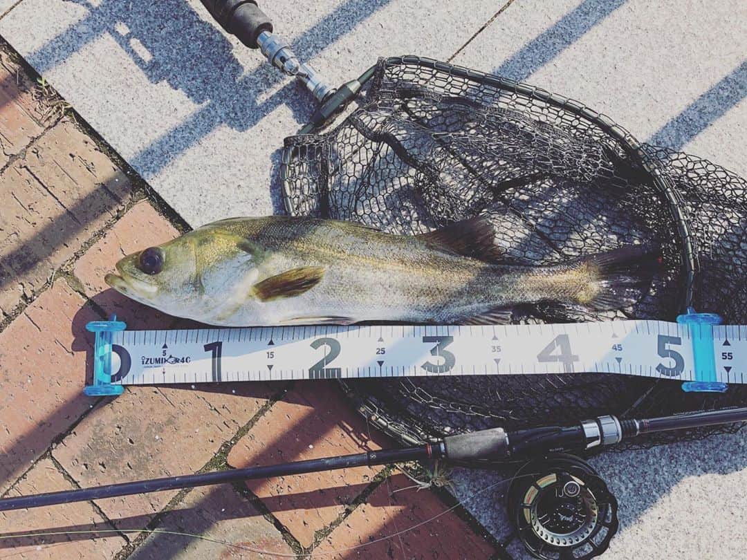 井澤惇のインスタグラム：「豊洲でシーバス52cm。 #ヘチ釣り」