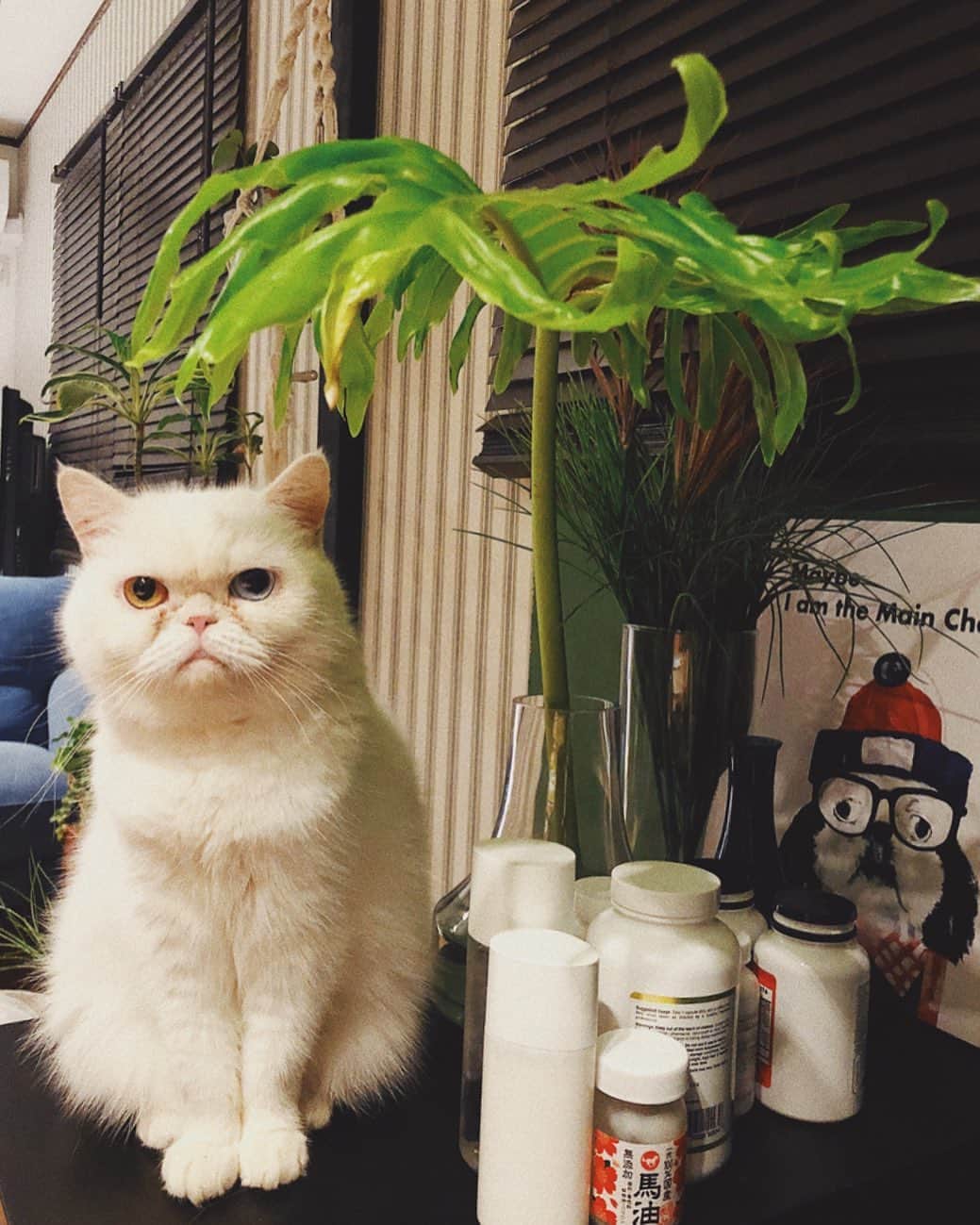 juntowaのインスタグラム：「チビトトロ。#雨宿り#馬油」