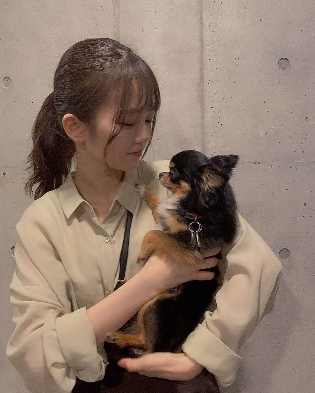 川口葵さんのインスタグラム写真 - (川口葵Instagram)「SNSに載せるか迷いました でもエルのこと載せたら皆さんが可愛い可愛いって沢山言ってくださりお知らせするべきかと思いお伝えすることにしました。  10月1日に私の愛犬、エルが天国に旅立ちました。 何がどうなったのか全く頭の整理がつきません。 まだたったの4歳です この日の朝も一緒に寝て起きて抱っこしてご飯食べていつもと一緒だったんです。  私は元々9月の下旬に一度帰省していて、仕事があったので何日かで関東に戻りました。 でも次の仕事まで何日か日があったのでもう一度少しですが帰省しようと思い帰省しました。 たまたま思いついてした帰省でしたが、今思えばエルが呼び寄せてくれたのだと思います。 エルは私の腕の中で亡くなりました。エルはそれで幸せだったのかなぁ  1日中泣いても泣いてもまだ受け入れられません、当たり前の存在がこんなにも一瞬で隣から居なくなるものなのか頭が真っ白です。  でも上京するとききちんと送り出してくれました。 エルのためにも頑張るしかありません。 エルのこと、沢山可愛いと言ってくださりありがとうございました。  伝えてたけれどもっともっと大好きって伝えてたらよかったとずっと思います 何でもするから全部あげるからエルを返してください そうやって何度も言いました。 エルゆっくり休んでね  宇宙一大好きです ずっと家族です  #エル」10月2日 20時32分 - kawaguchiaoi_1126