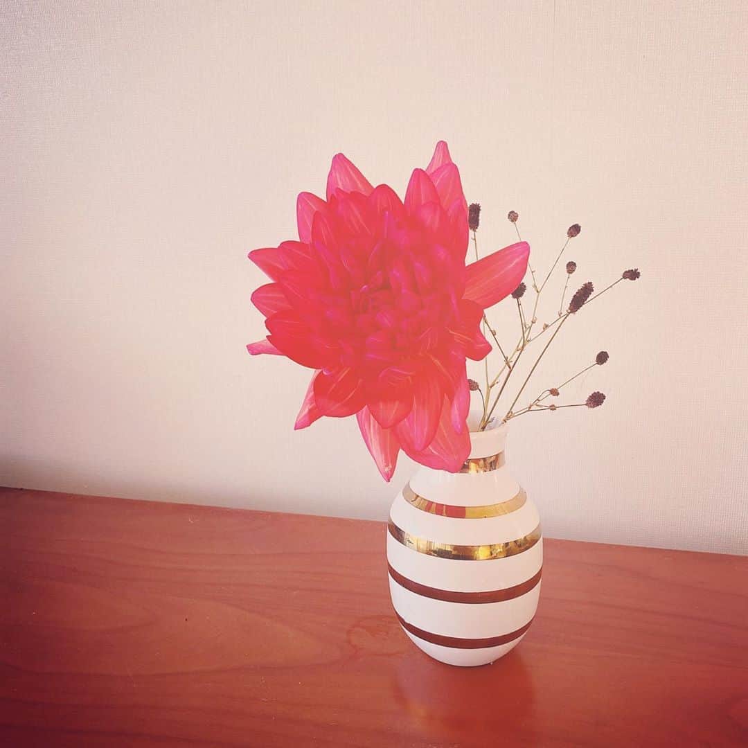 大手小町さんのインスタグラム写真 - (大手小町Instagram)「ダリア  #otekomachi #大手小町 #ダリア #花のある暮らし #赤い花 #花のある生活 #おうち時間を楽しもう」10月2日 21時08分 - otekomachi