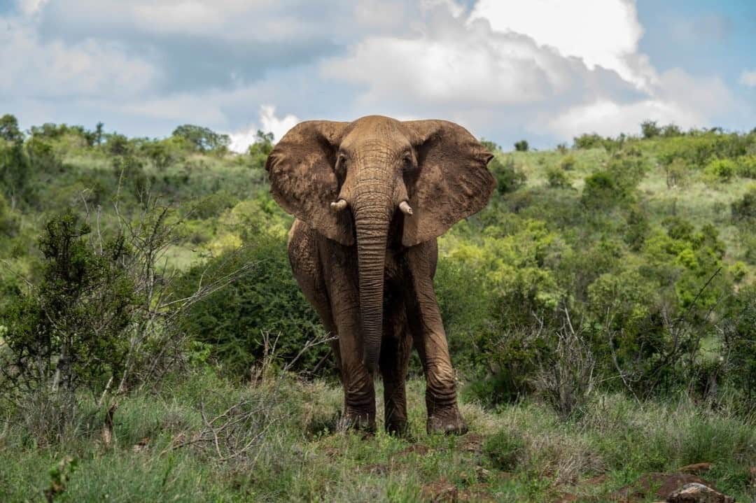 National Geographic Travelさんのインスタグラム写真 - (National Geographic TravelInstagram)「Photo by @amivitale / An elephant walks through @loisaba_conservancy in Laikipia, an area of northern Kenya. It is an important elephant migratory pathway that @nature_africa is working with partners to protect. Elephants are among the world's most intelligent species. They express a wide variety of behaviors, including those associated with grief, learning, altruism, use of tools, compassion, self-awareness, memory, and language. Researchers have even discovered that elephants can distinguish differences in human gender, age, and ethnicity purely by the sound of someone’s voice. If the voice belongs to a person who is more likely to pose a threat, the elephants switch into defensive mode. Follow @amivitale for photos of endangered species and those working to create a healthy coexistence with them. @nature_org @thephotosociety #magicalkenya #africa #conservation #elephants #kenya」10月2日 21時08分 - natgeotravel
