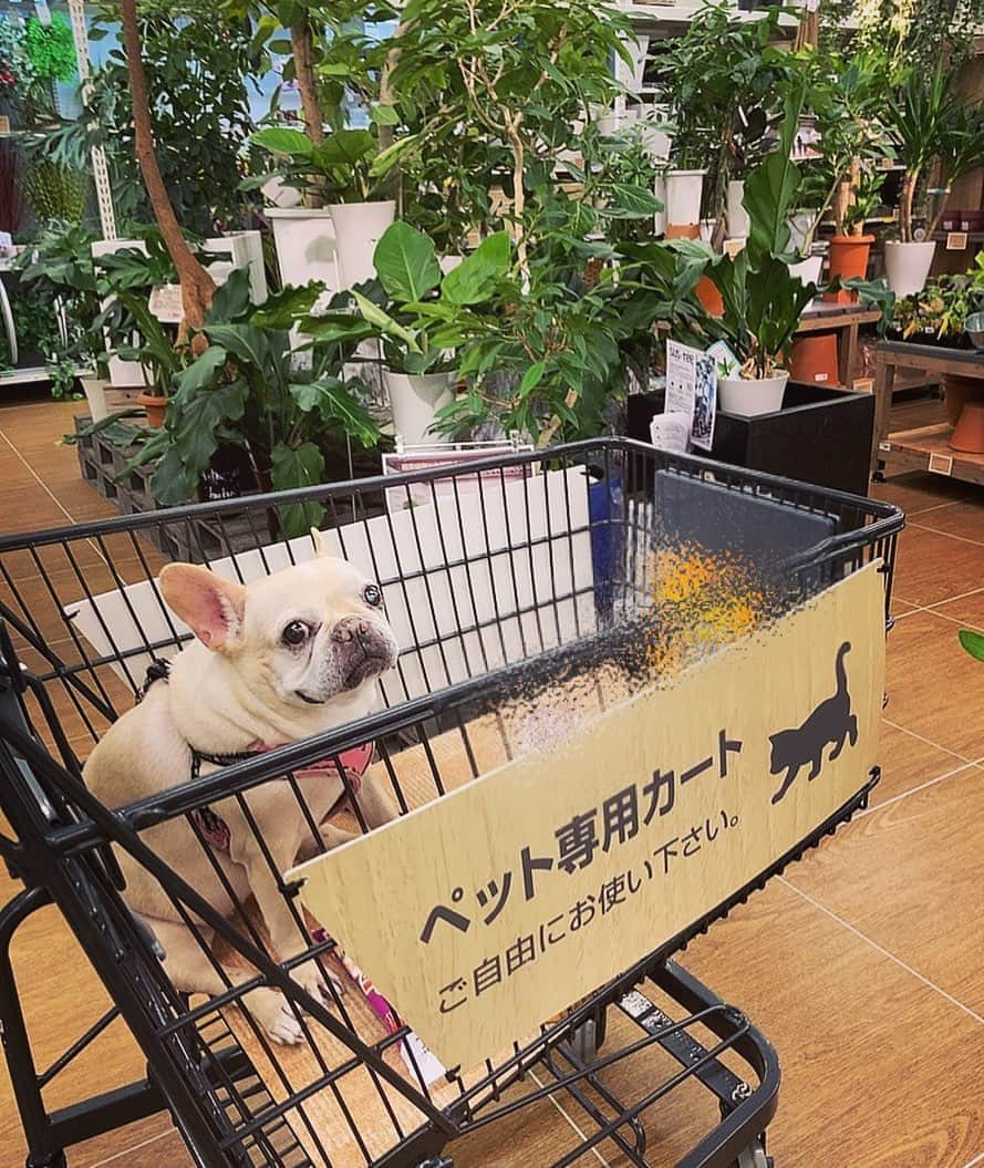 森本さやかさんのインスタグラム写真 - (森本さやかInstagram)「一緒にお買い物(๑･̑◡･̑๑) #goshopping  🐖🛍✨🐖🛍✨  #ホームセンター  #フレンチブルドッグクリーム  #ドッグカート  #フレブルのいる生活  #shoppingdog  #dogcart  #homecenter  #frenchbulldogcream」10月2日 21時11分 - sayakamorimoto1011